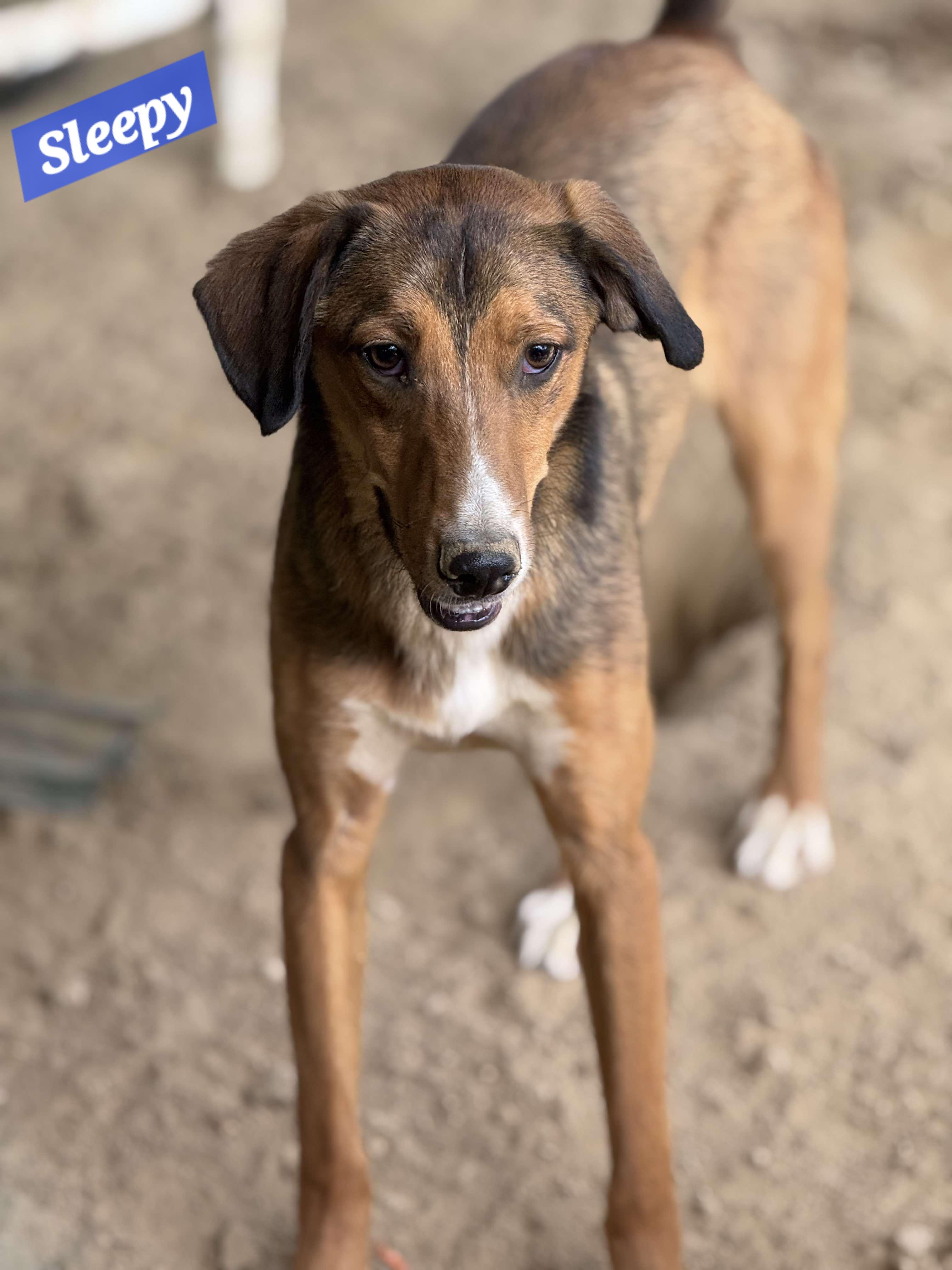 Sleepy, a Adoptable mixed breed in Wheelersburg, OH image 2/2