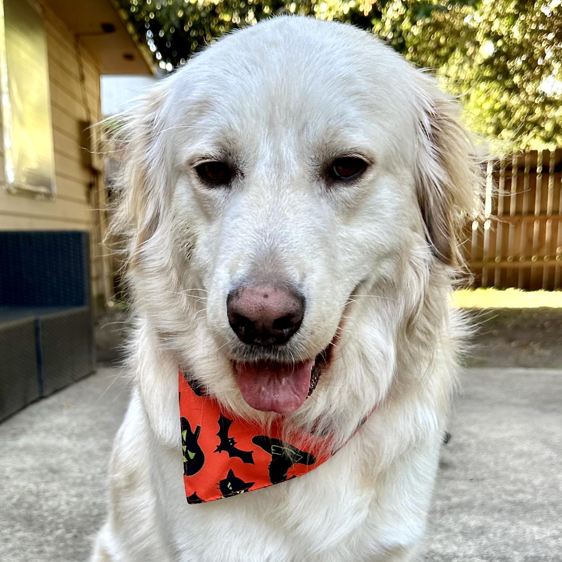 Enlarge Griffin, a Adoptable Golden Retriever in st louis, MO image 4/6