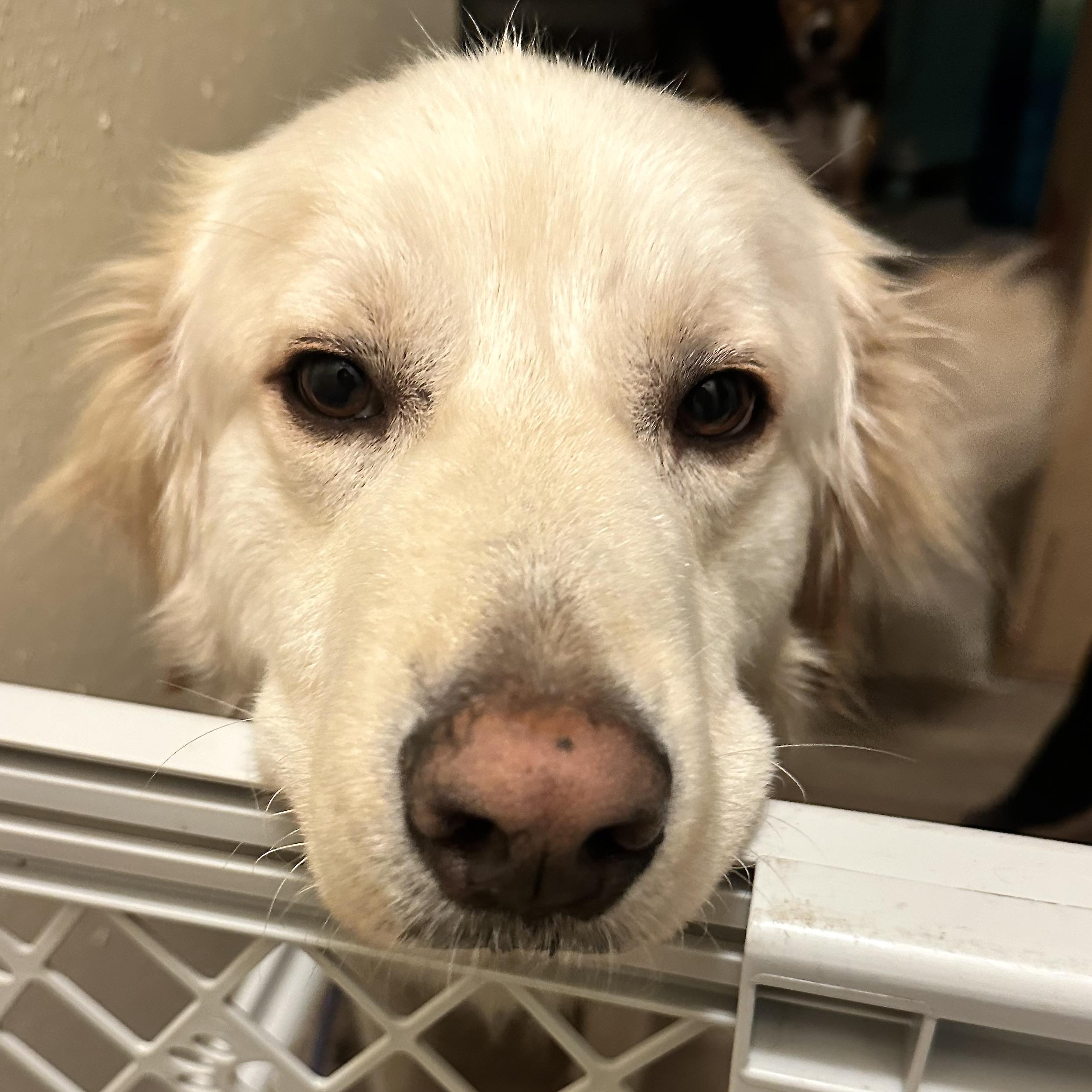 Enlarge Griffin, a Adoptable Golden Retriever in st louis, MO image 5/6