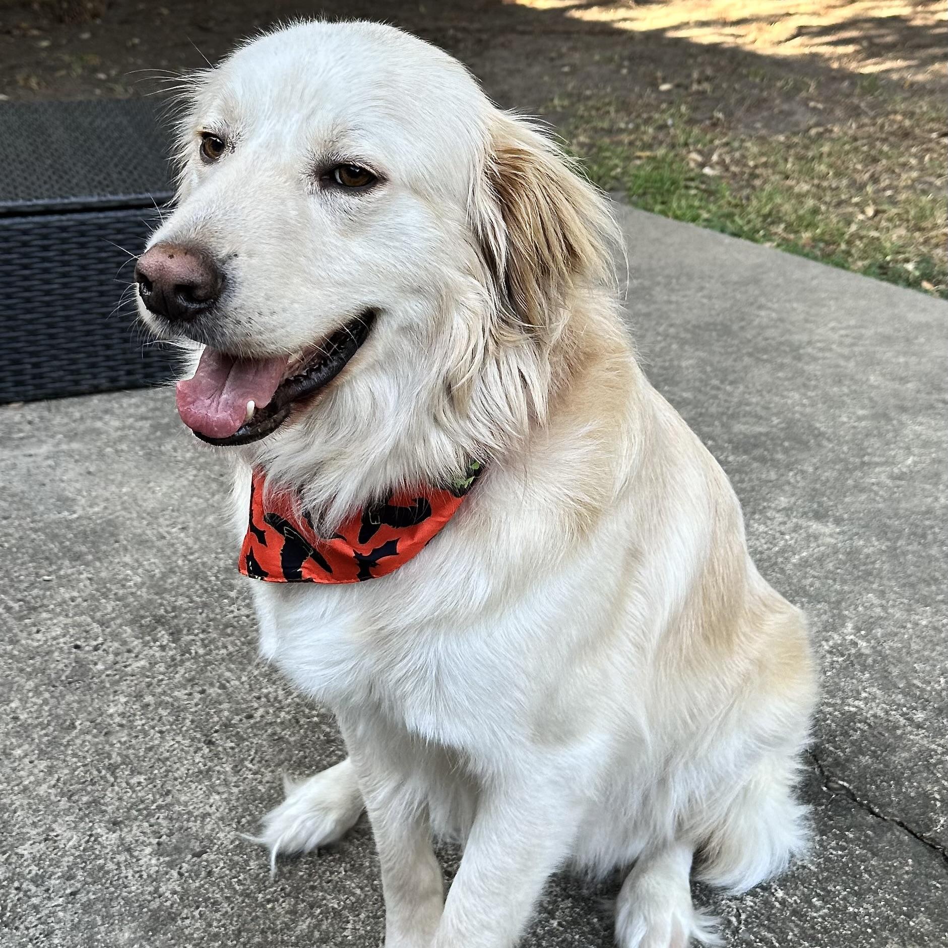 Enlarge Griffin, a Adoptable Golden Retriever in st louis, MO image 3/6