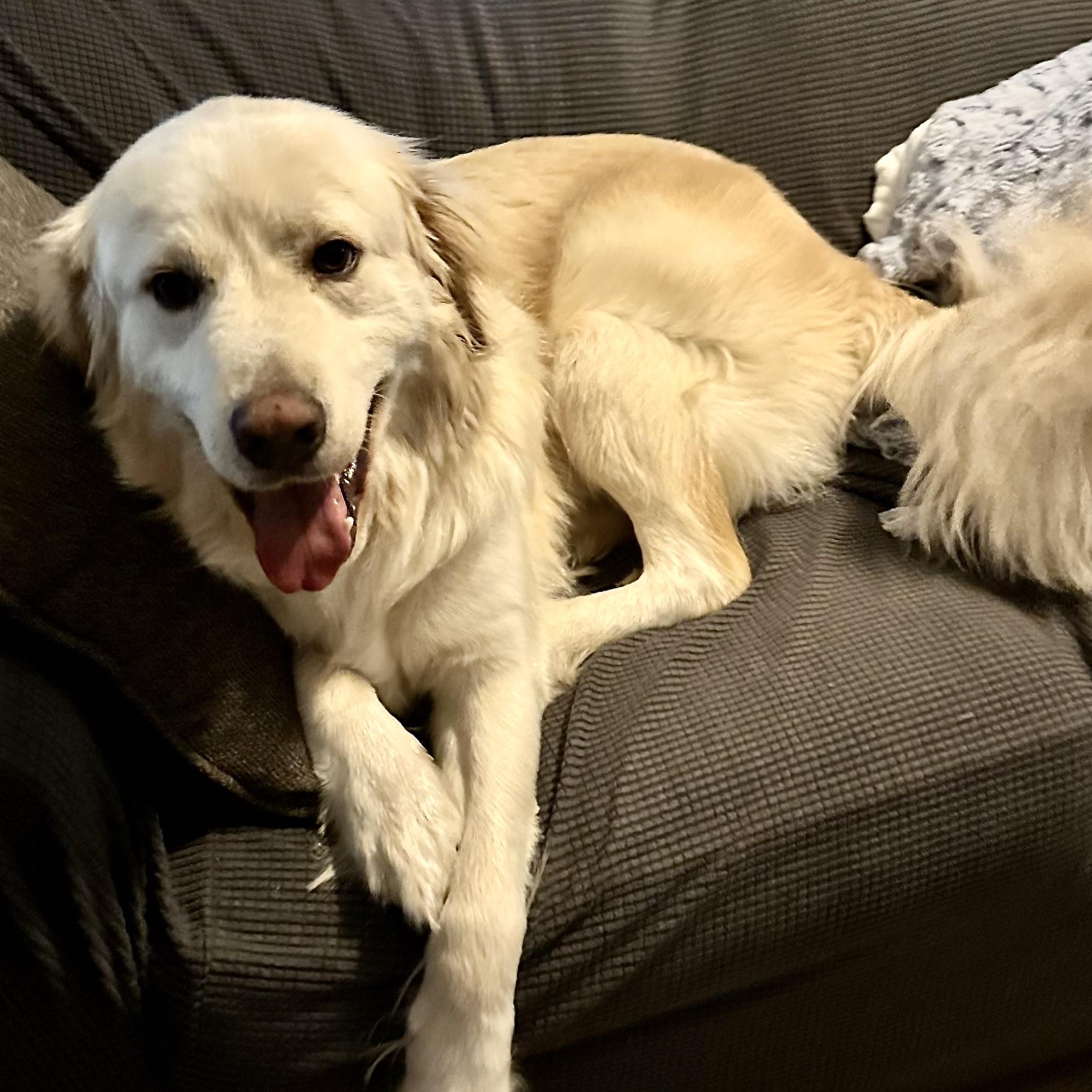 Enlarge Griffin, a Adoptable Golden Retriever in st louis, MO image 2/6