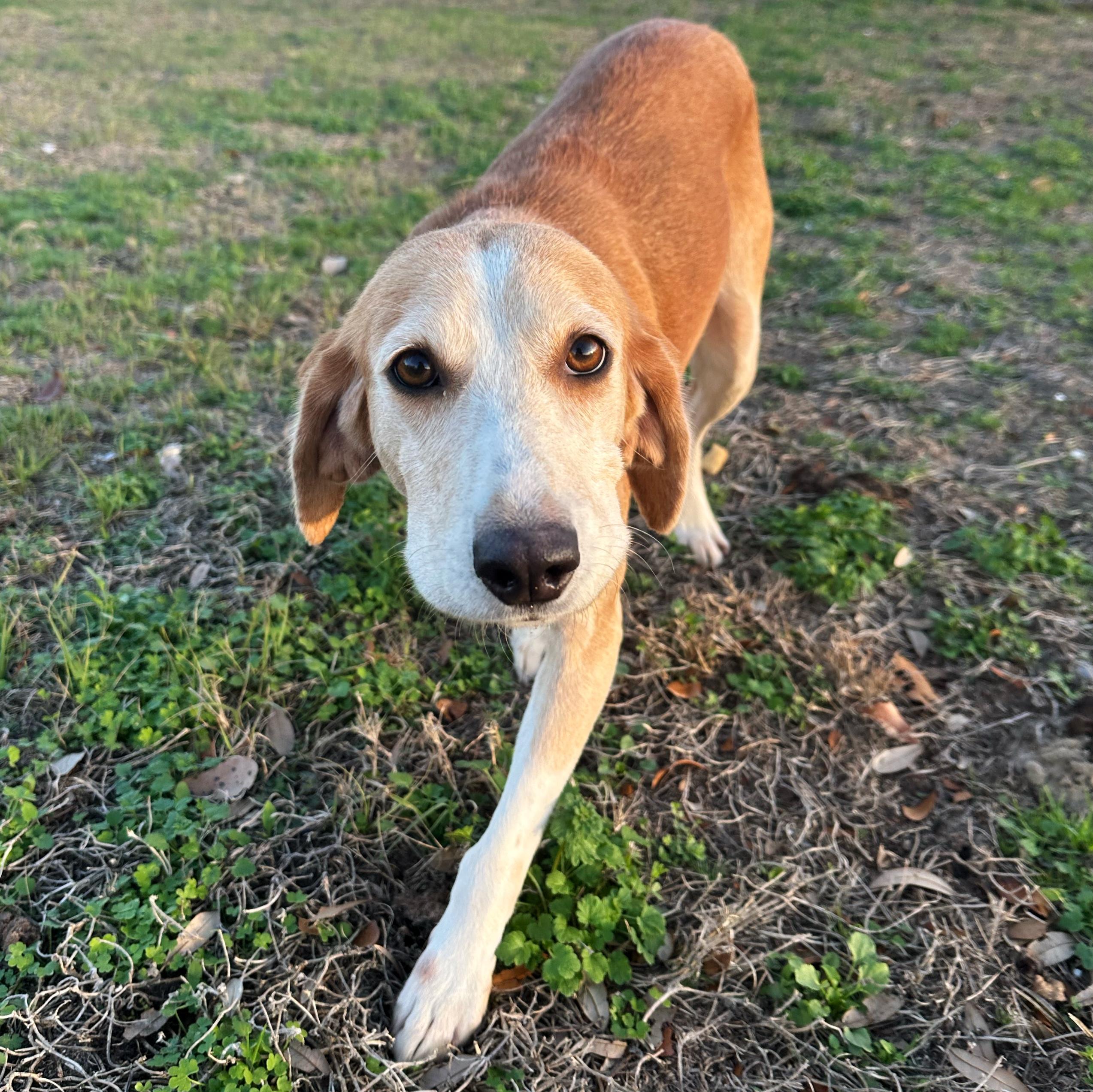 Enlarge Rosa, an adoptable mixed breed in Valdosta, GA image 1/3