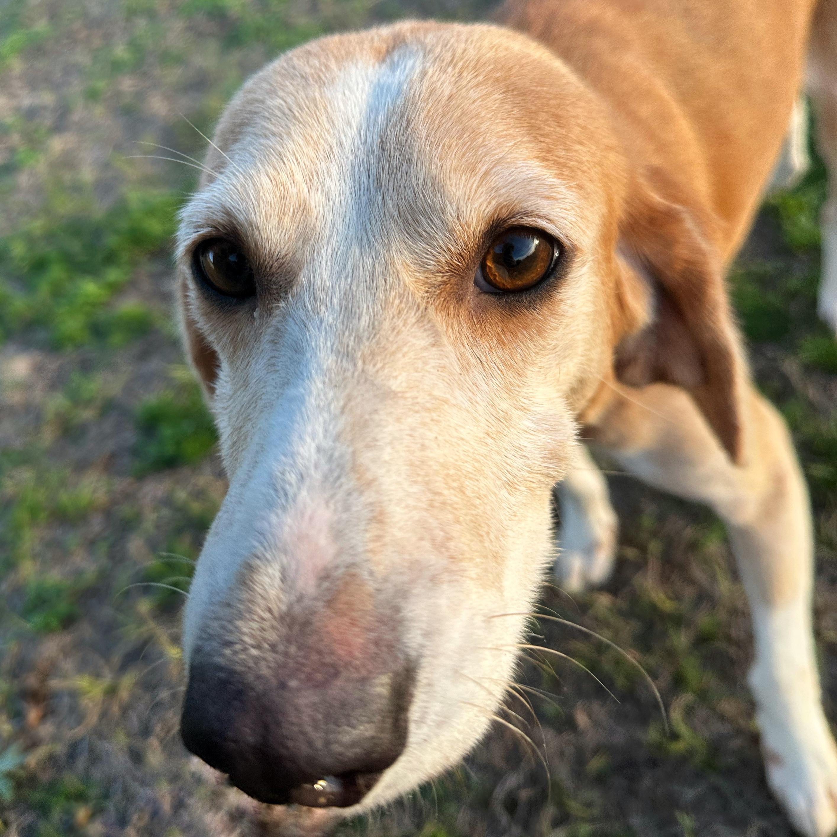 Rosa, ADOPTABLE, Adult Female Hound.