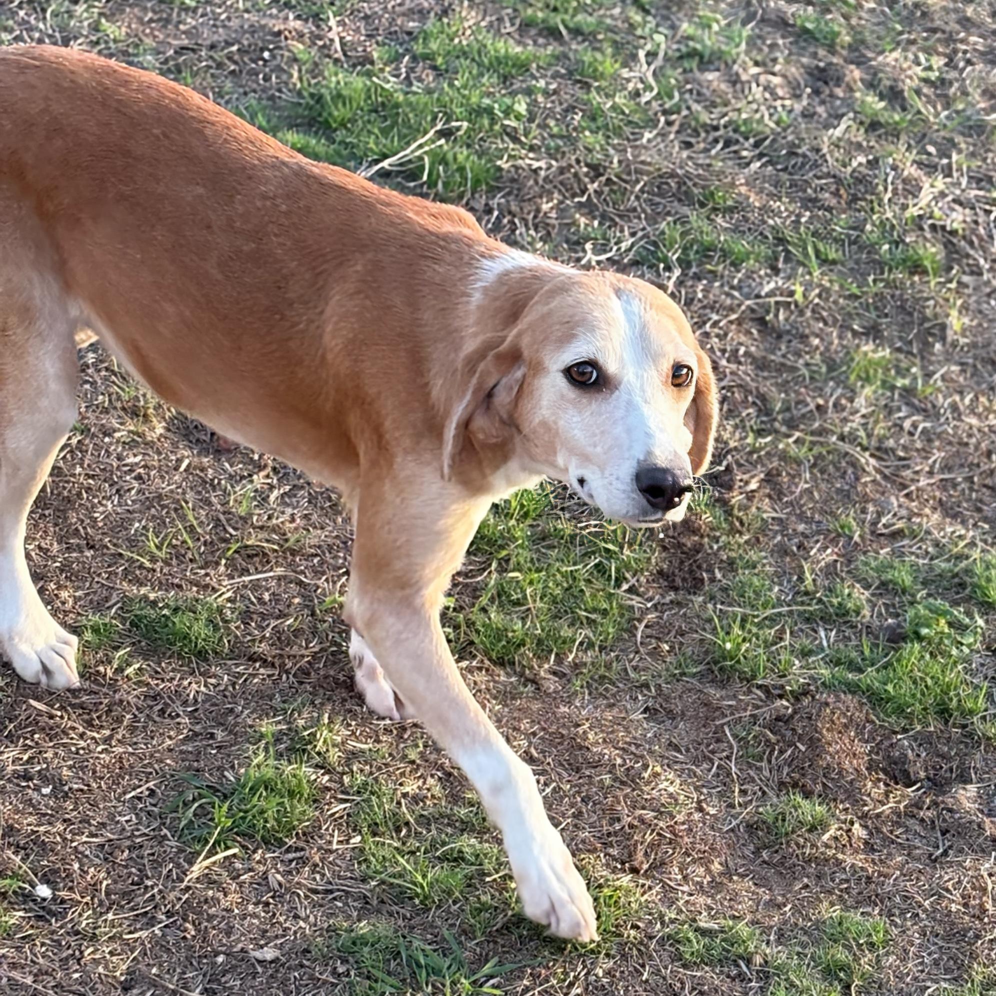 Rosa, ADOPTABLE, Adult Female Hound.