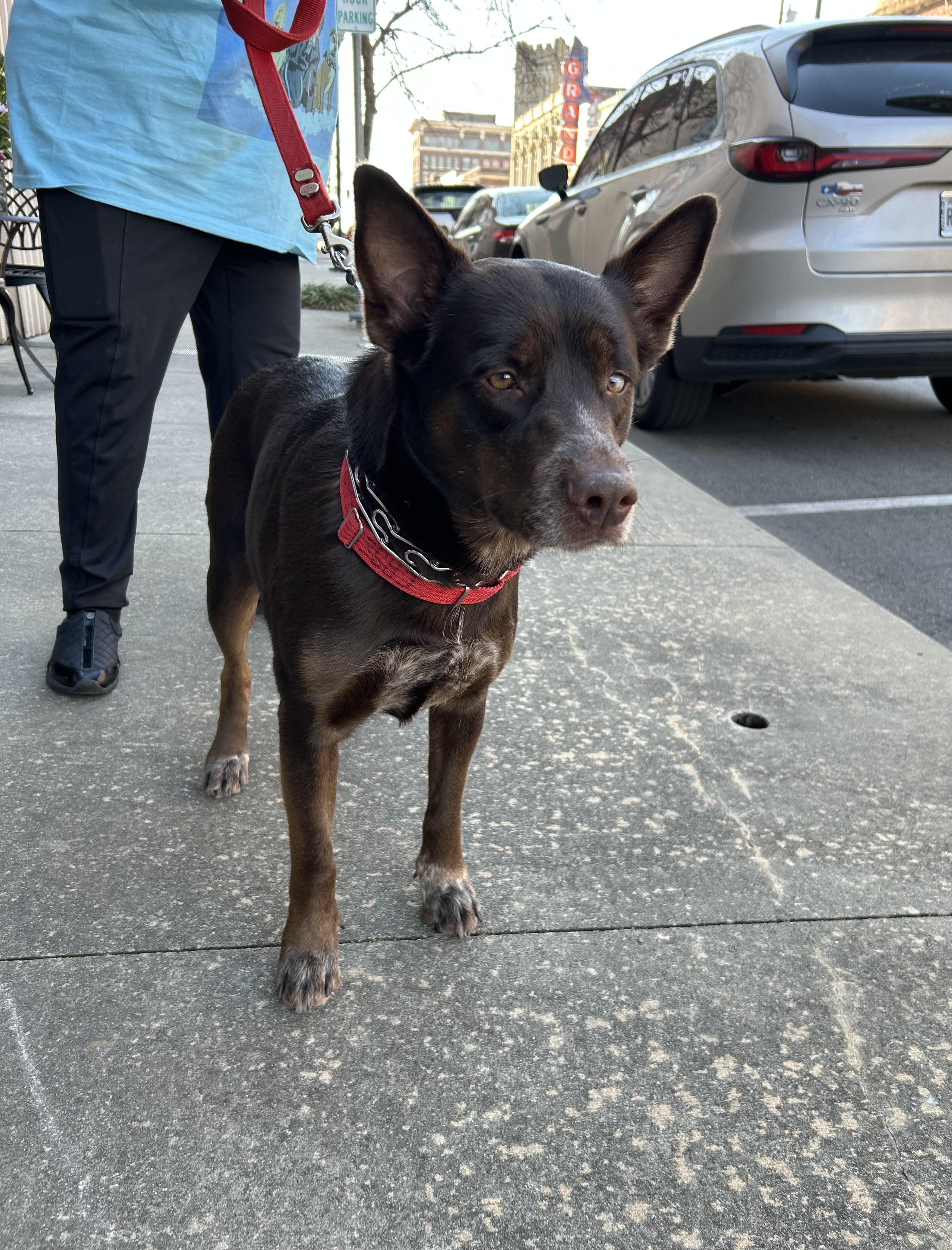 Enlarge Gloria, a Adoptable Australian Kelpie in Paris, TX image 5/5