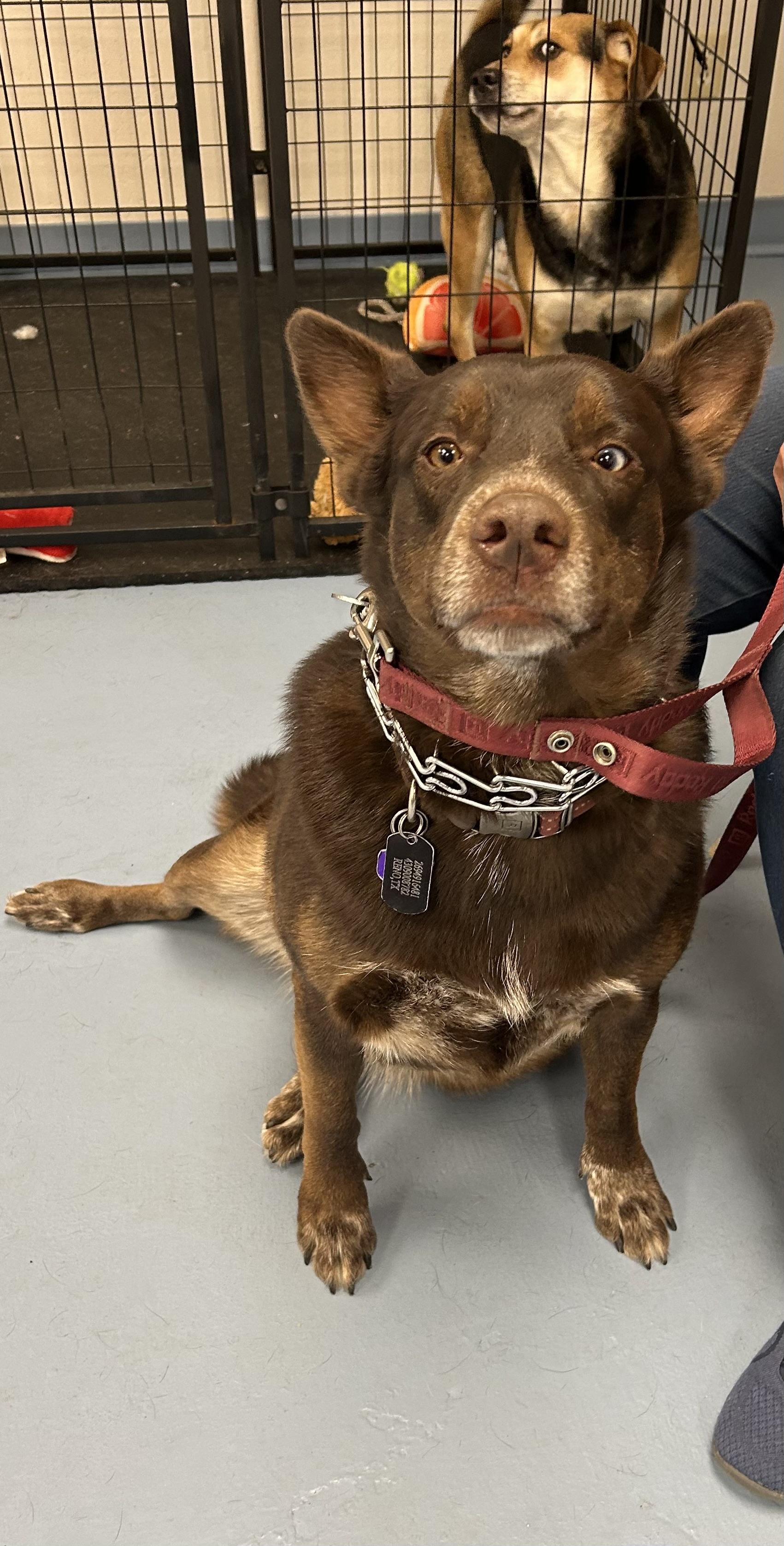 Enlarge Gloria, a Adoptable Australian Kelpie in Paris, TX image 6/6