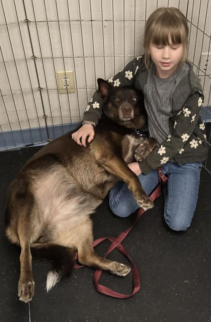 Enlarge Gloria, a Adoptable Australian Kelpie in Paris, TX image 4/6