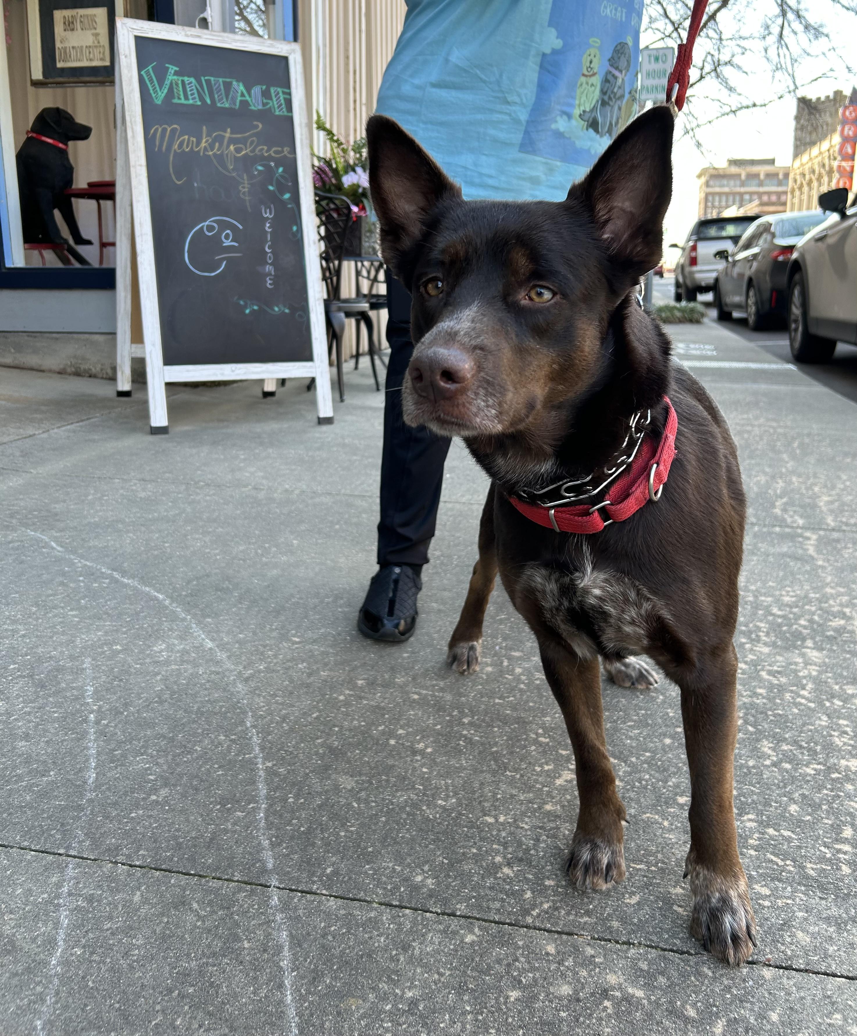 Gloria, Adoptable, Adult Female Australian Kelpie.