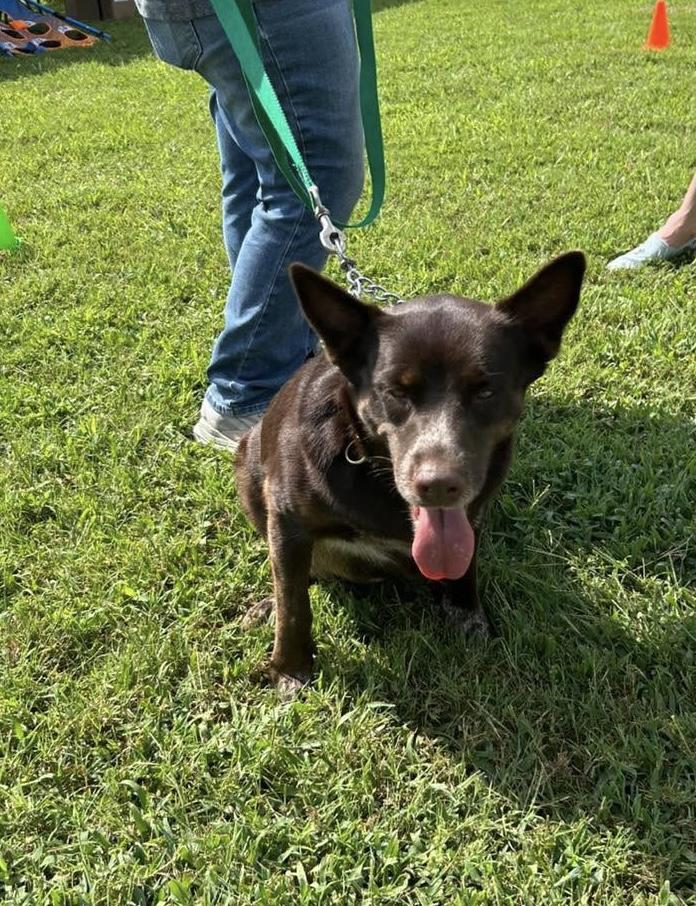 Enlarge Gloria, a Adoptable Australian Kelpie in Paris, TX image 2/5