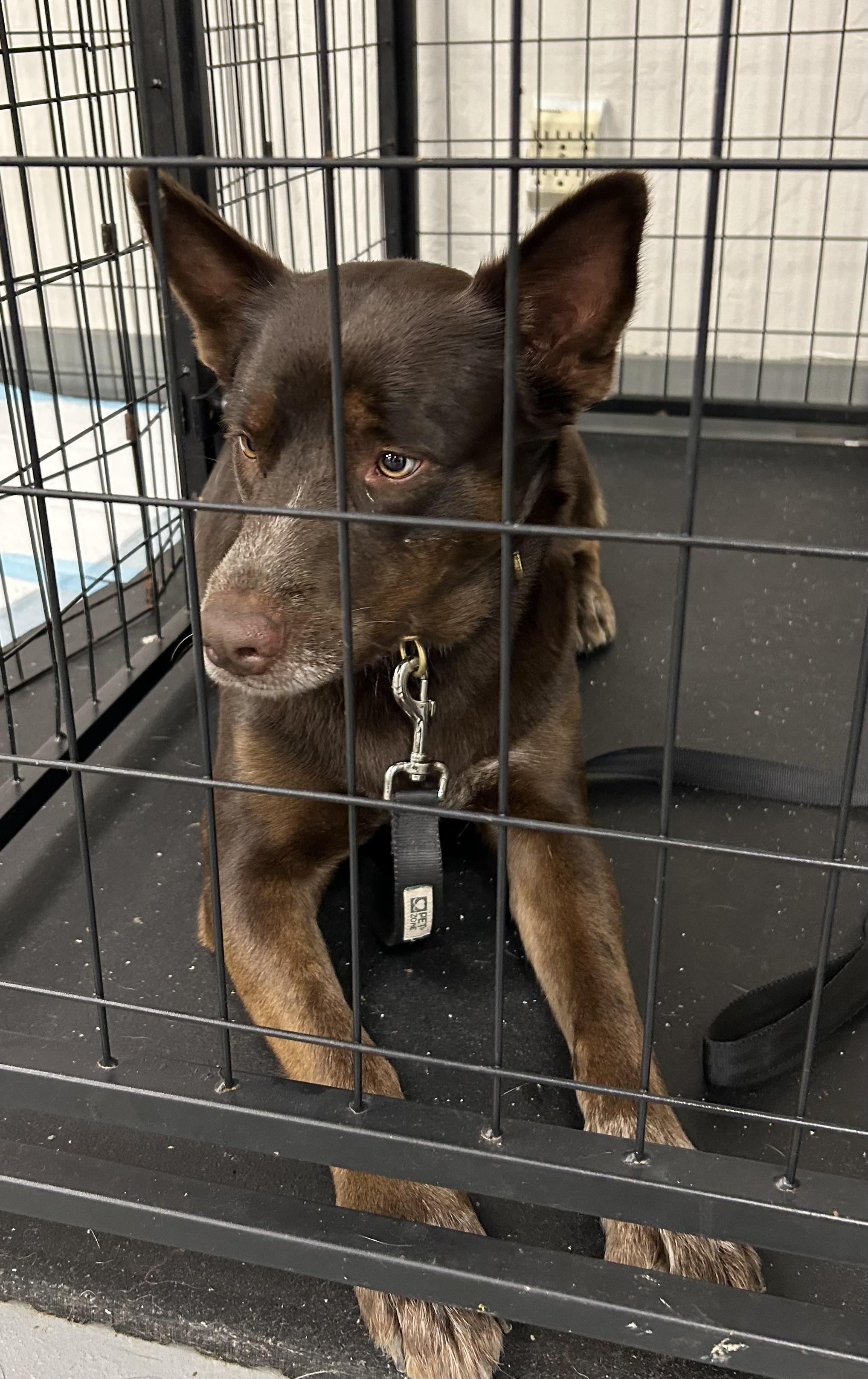 Enlarge Gloria, a Adoptable Australian Kelpie in Paris, TX image 3/5