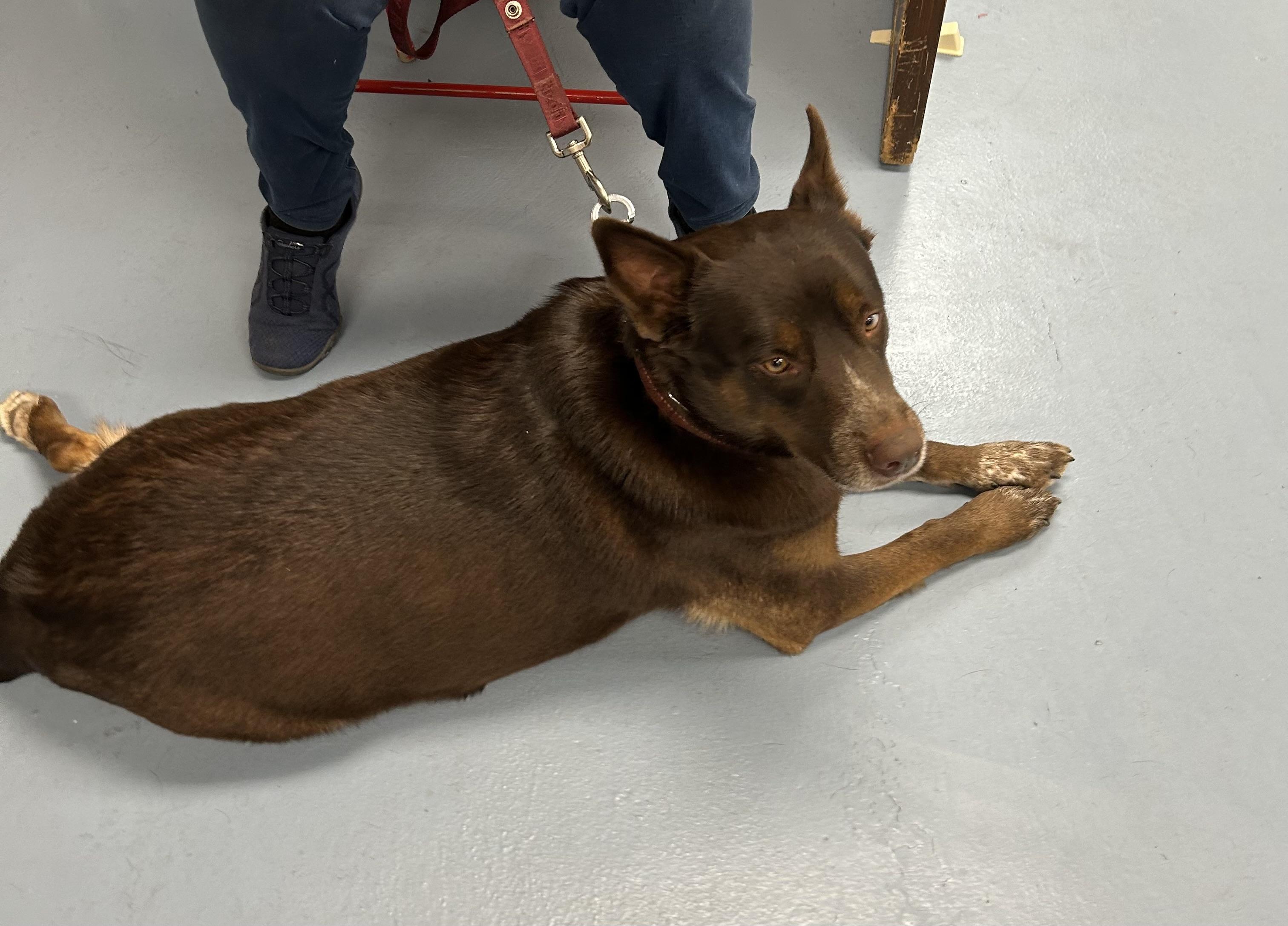 Enlarge Gloria, a Adoptable Australian Kelpie in Paris, TX image 5/6