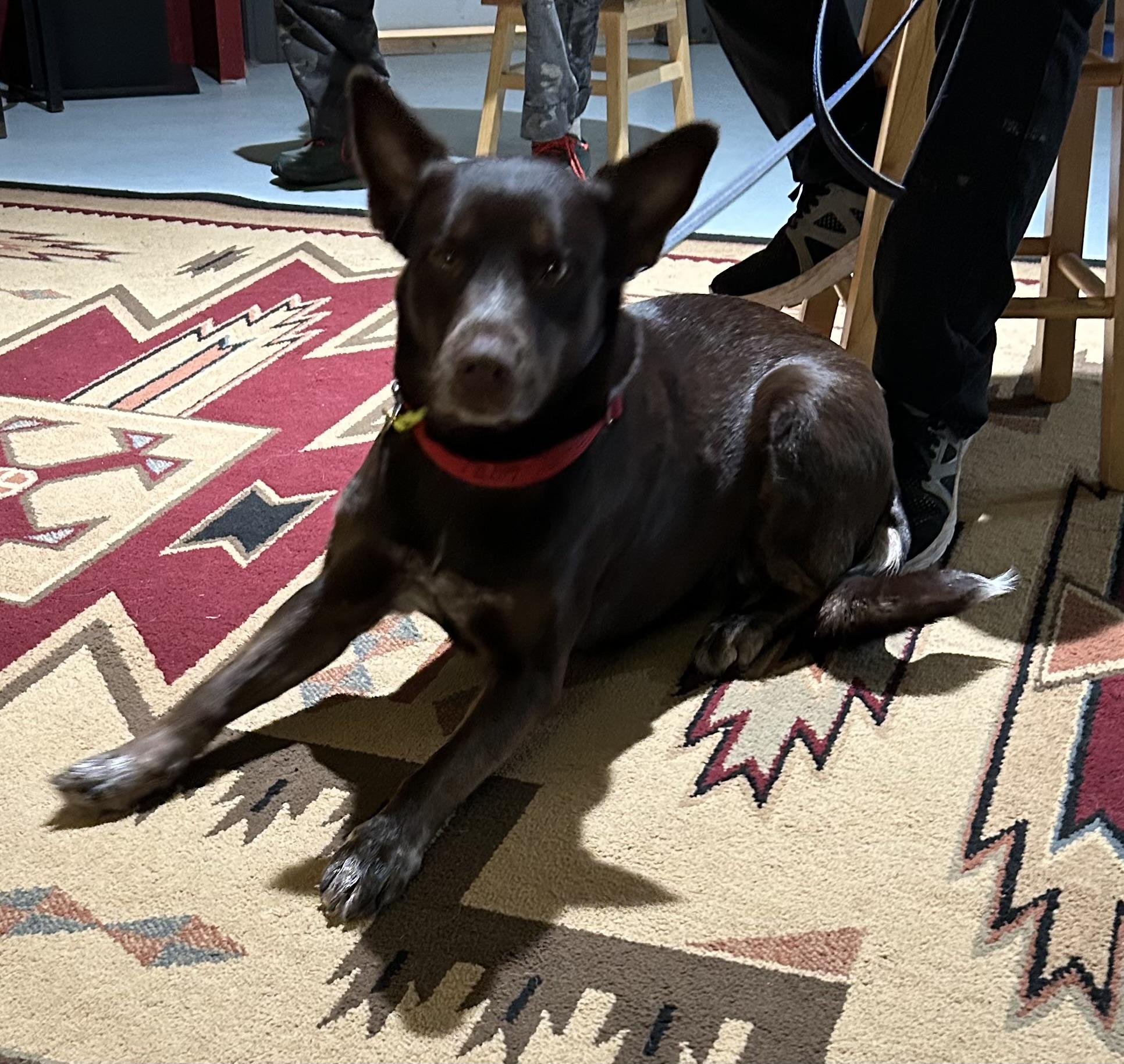 Enlarge Gloria, a Adoptable Australian Kelpie in Paris, TX image 4/5