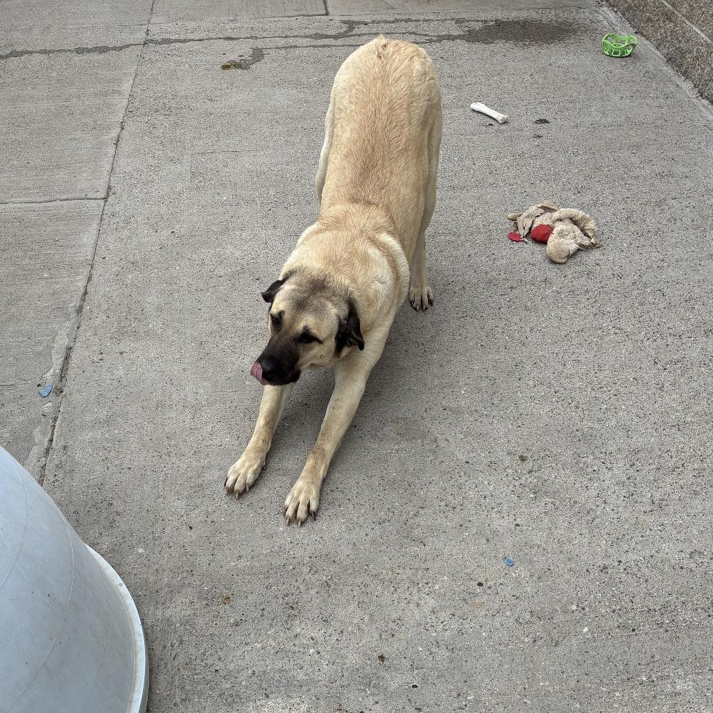 Bea, Adoptable, Adult Female Anatolian Shepherd & Mixed Breed.