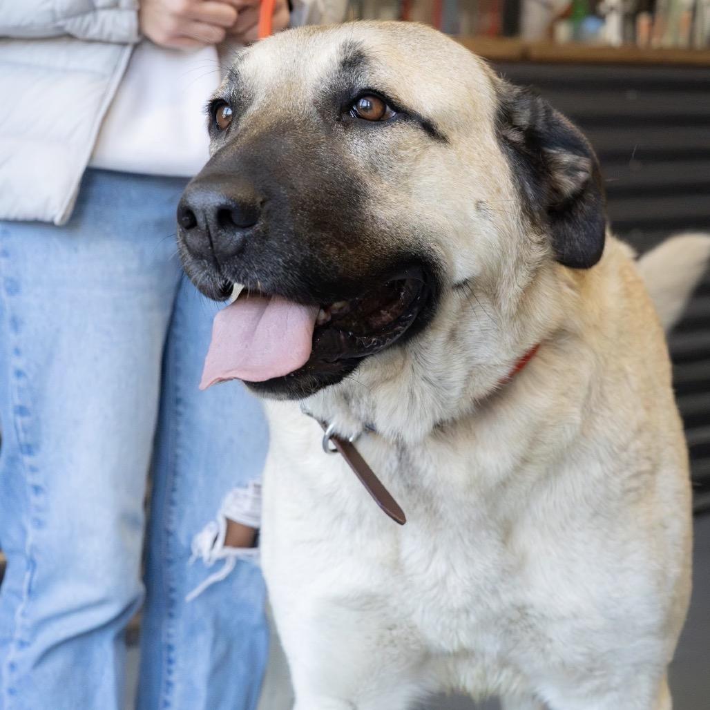 Enlarge Bea, a Adoptable mixed breed in Tacoma, WA image 4/6