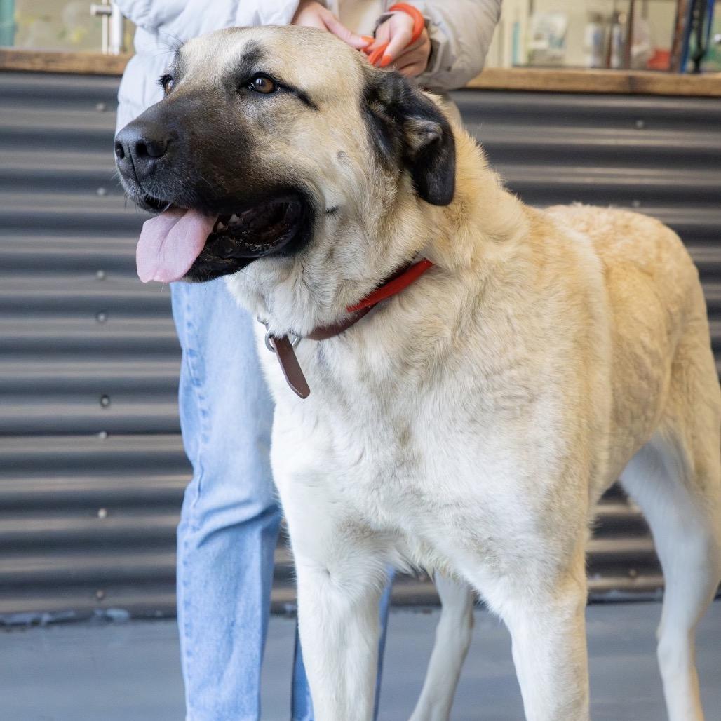 Enlarge Bea, a Adoptable mixed breed in Tacoma, WA image 5/6