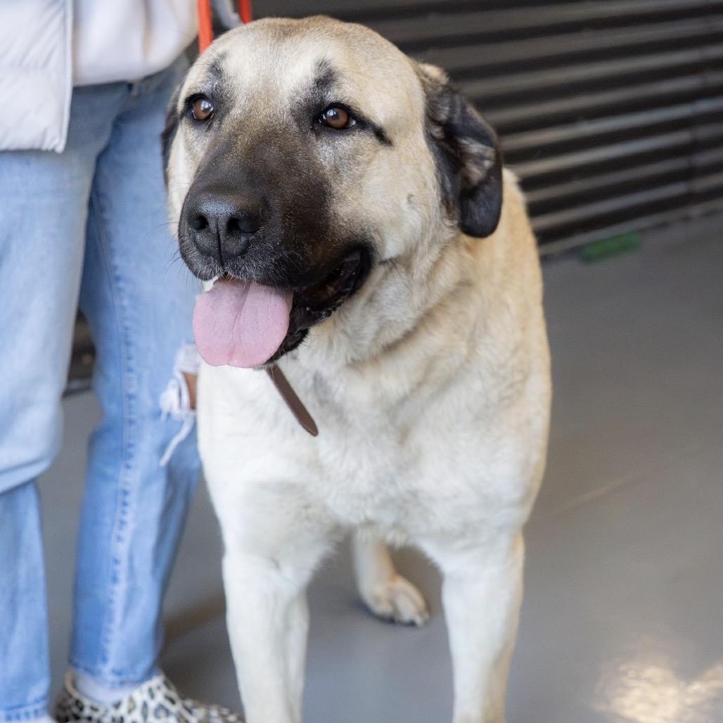 Enlarge Bea, a Adoptable mixed breed in Tacoma, WA image 6/6