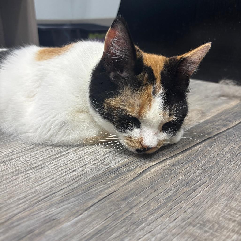 Enlarge Stella, a ADOPTABLE Domestic Short Hair in Crookston, MN image 2/6