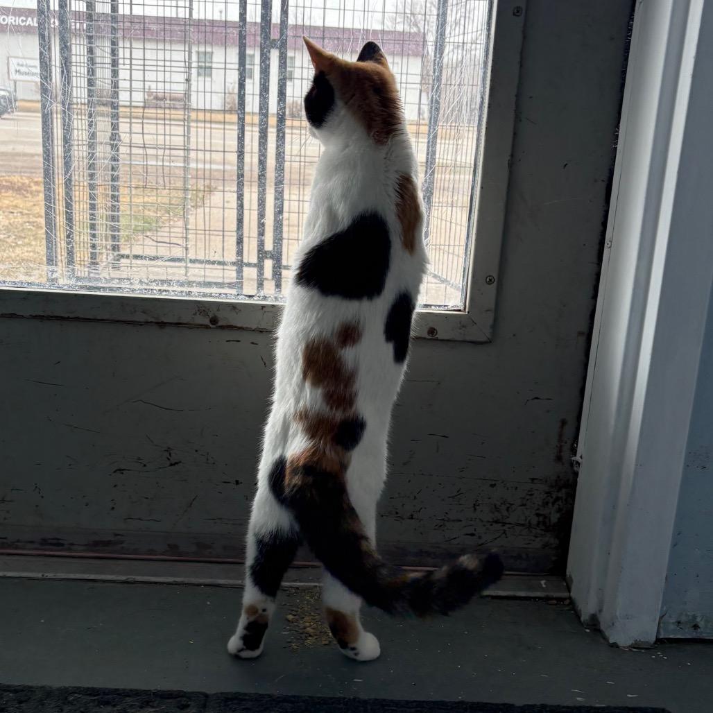 Enlarge Stella, a ADOPTABLE Domestic Short Hair in Crookston, MN image 5/6