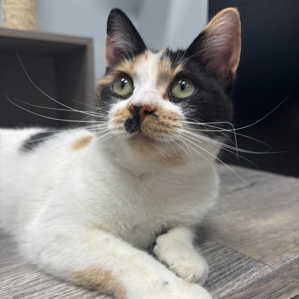 Enlarge Stella, a ADOPTABLE Domestic Short Hair in Crookston, MN image 3/6