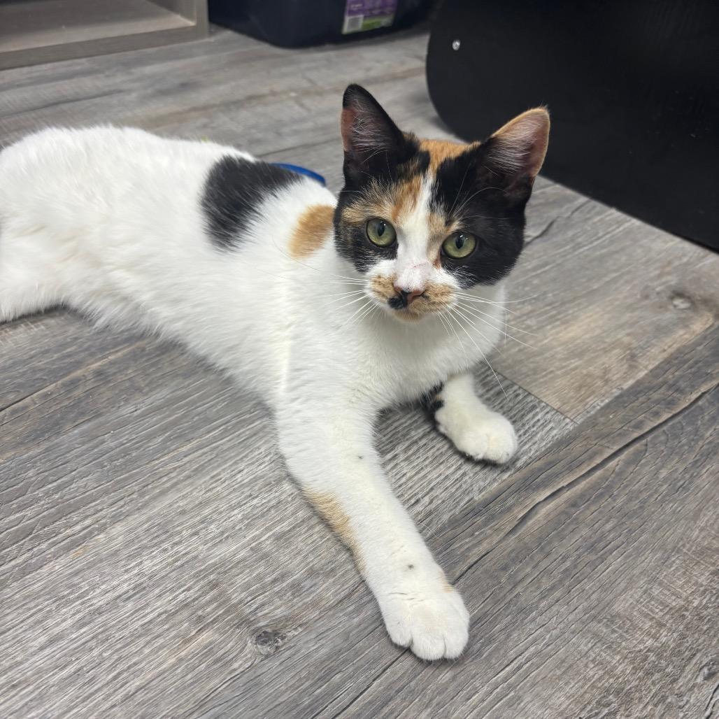 Enlarge Stella, a ADOPTABLE Domestic Short Hair in Crookston, MN image 6/6