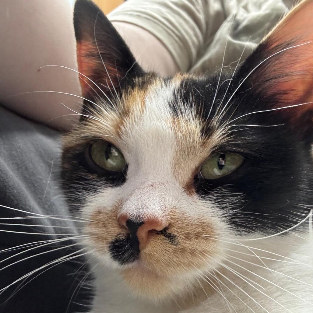 Enlarge Stella, a ADOPTABLE Domestic Short Hair in Crookston, MN image 1/6