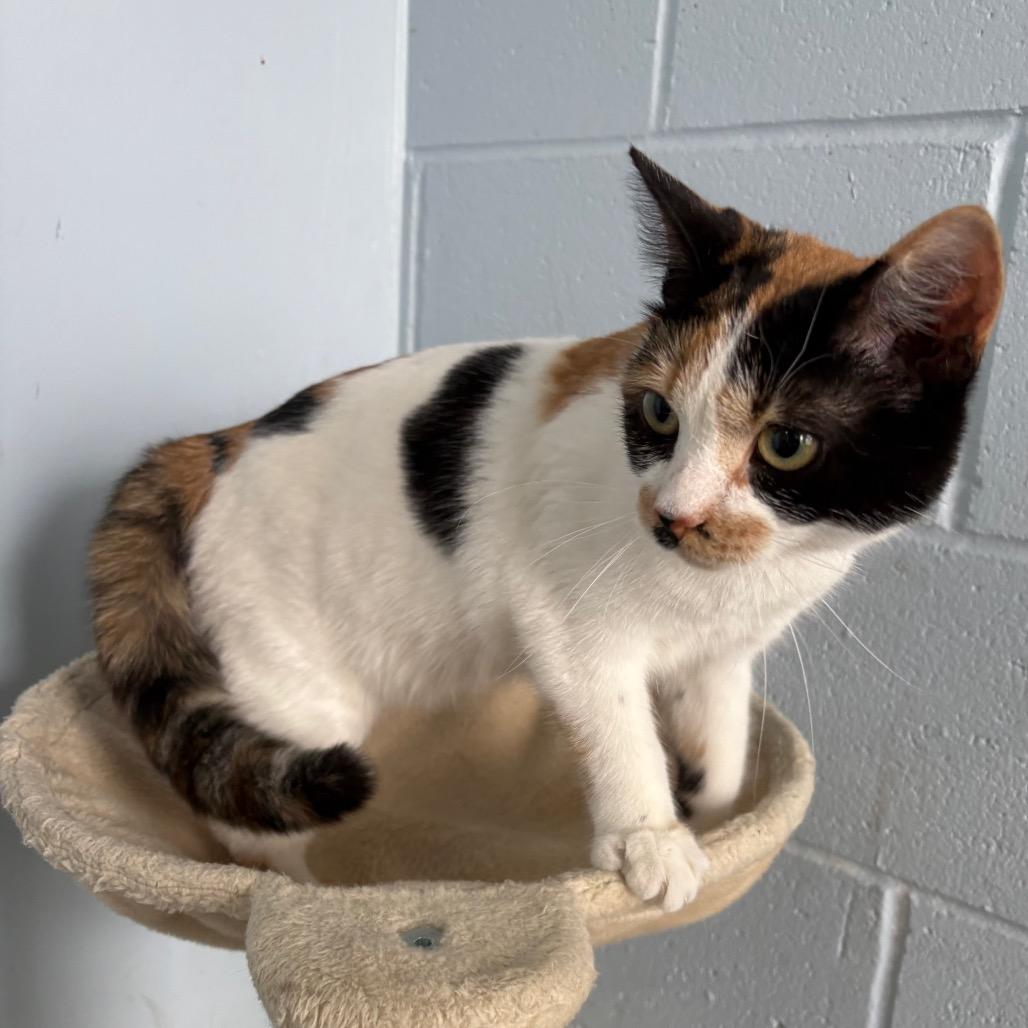 Enlarge Stella, a ADOPTABLE Domestic Short Hair in Crookston, MN image 4/6