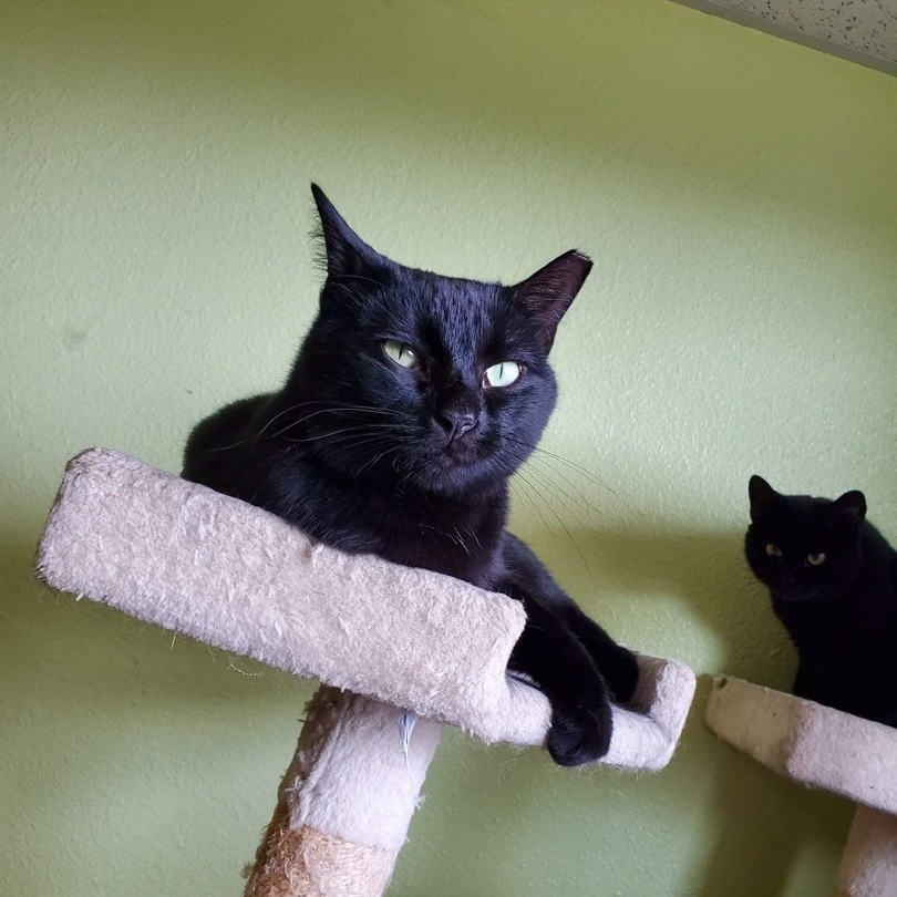 Hazel, Adult Female American Shorthair