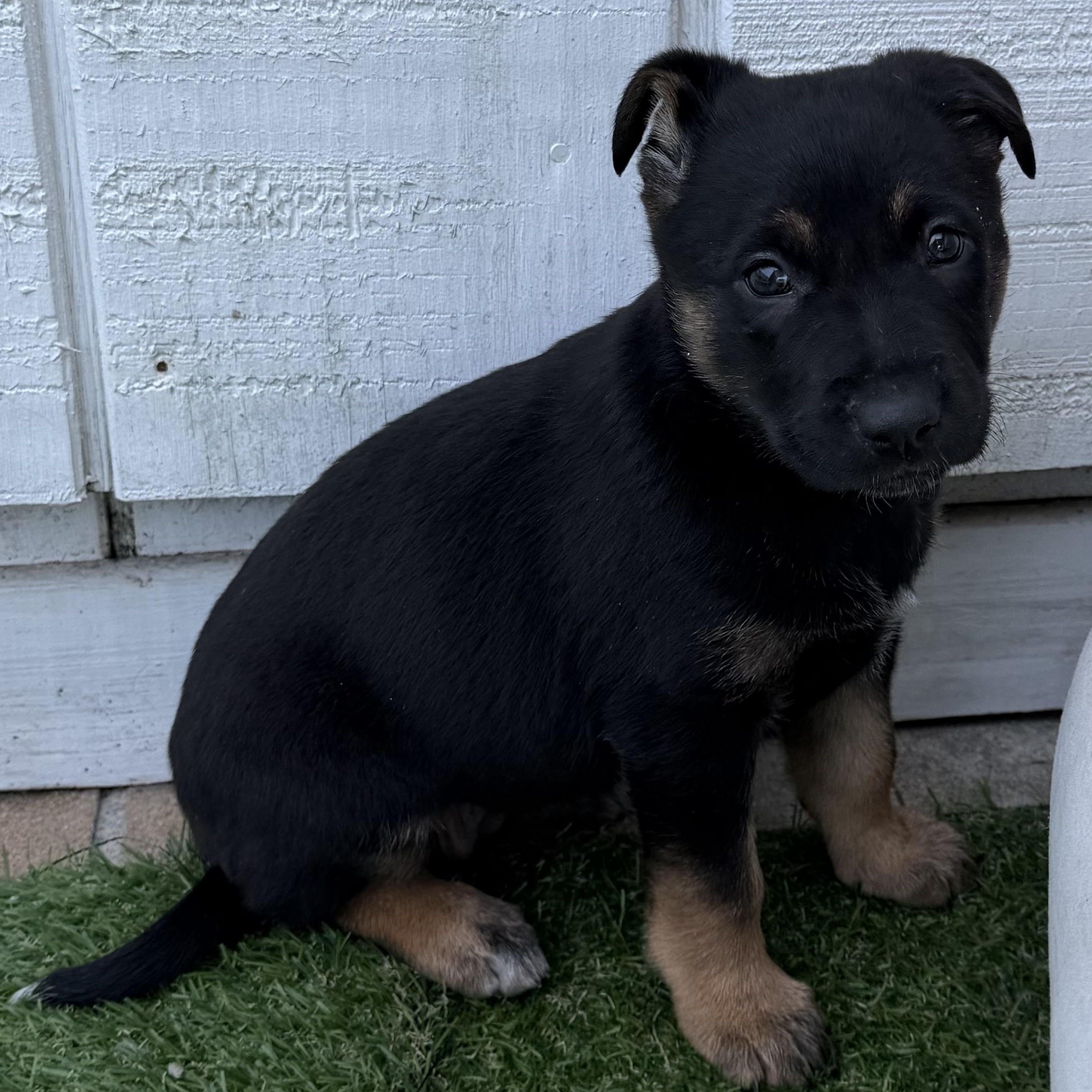 Enlarge Tami, a Adoptable mixed breed in Hamilton , NJ image 1/1