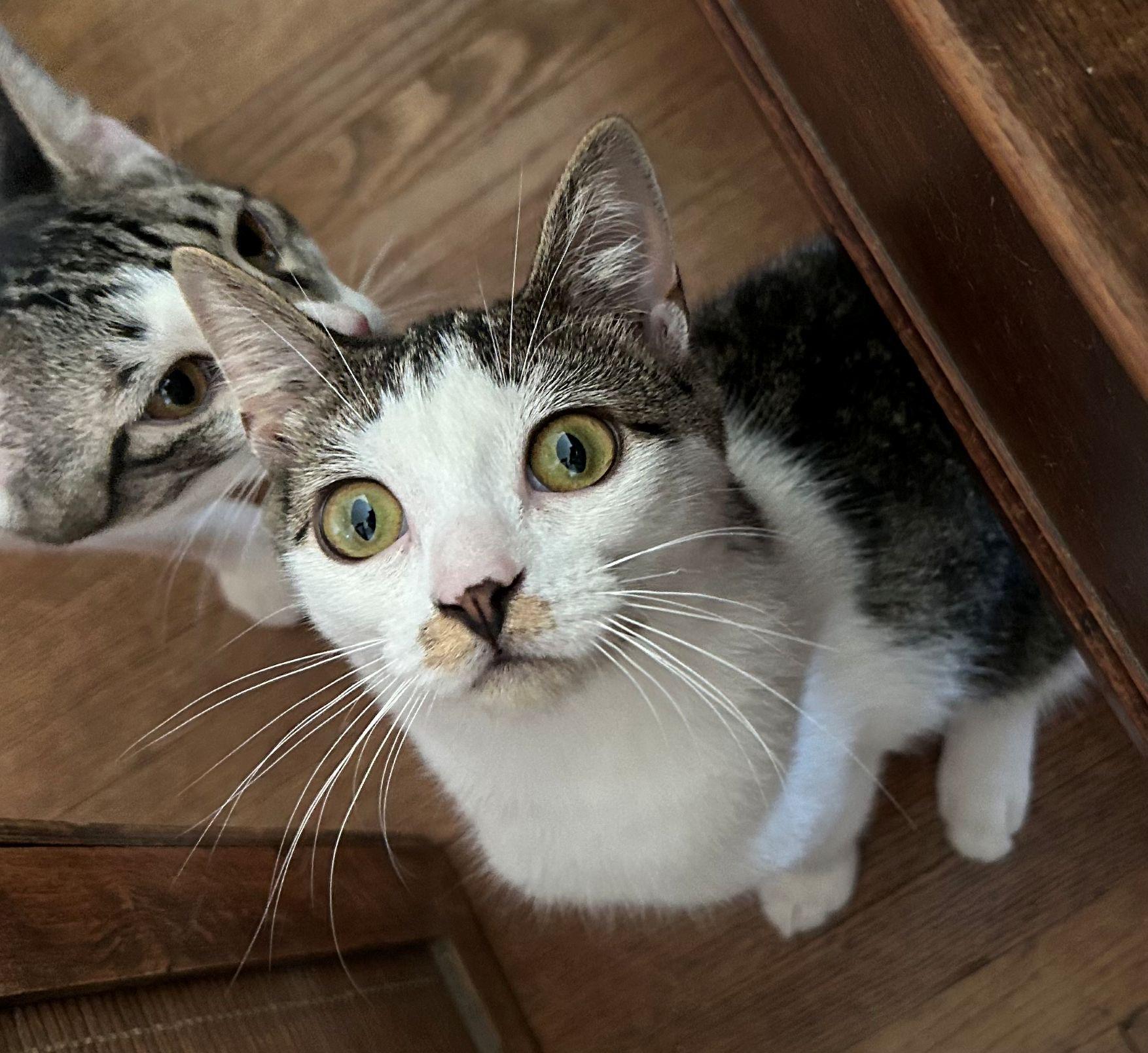 Enlarge Minko, a Adoptable Domestic Short Hair in Beltsville, MD image 1/5