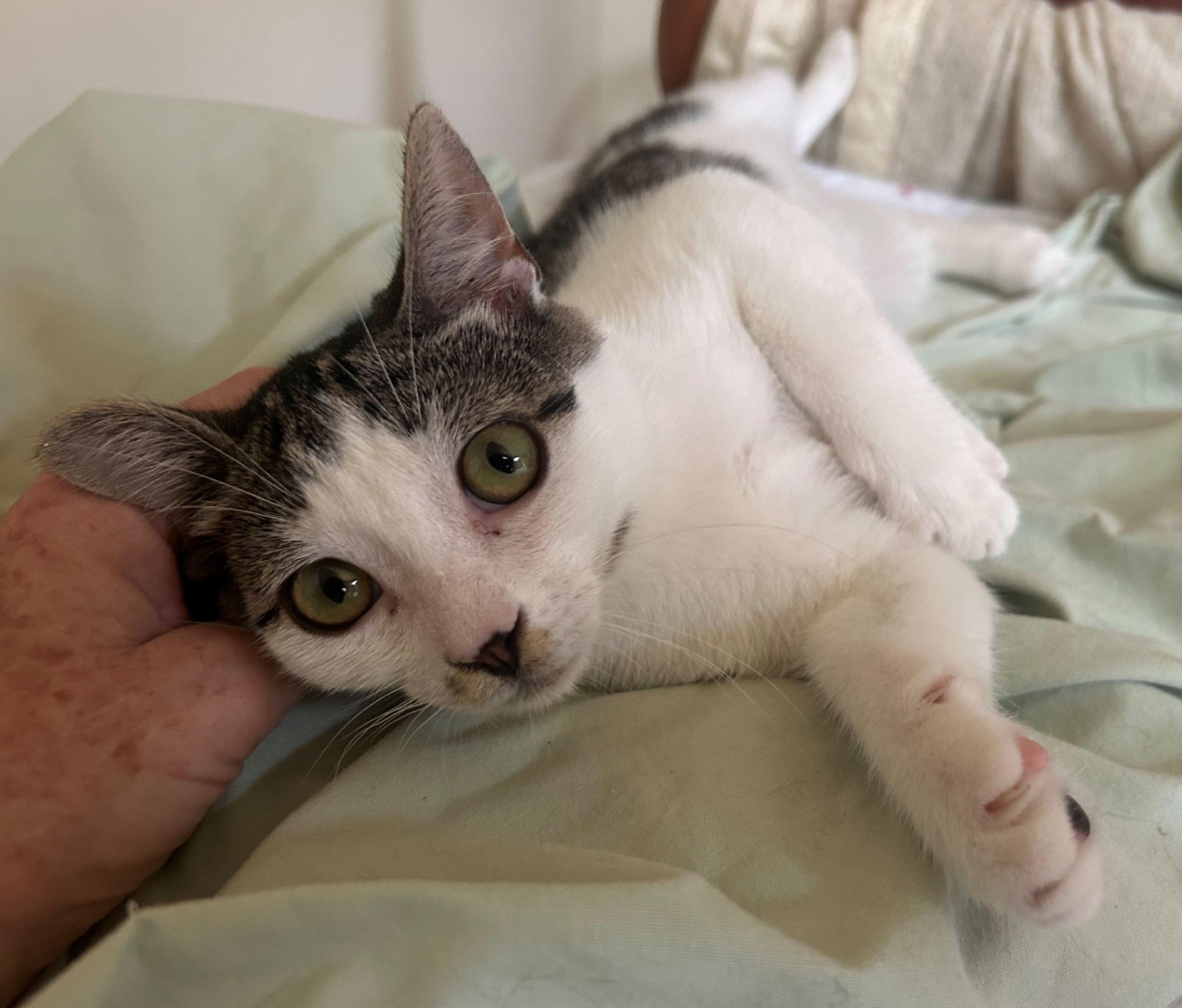 Enlarge Minko, a Adoptable Domestic Short Hair in Beltsville, MD image 4/5