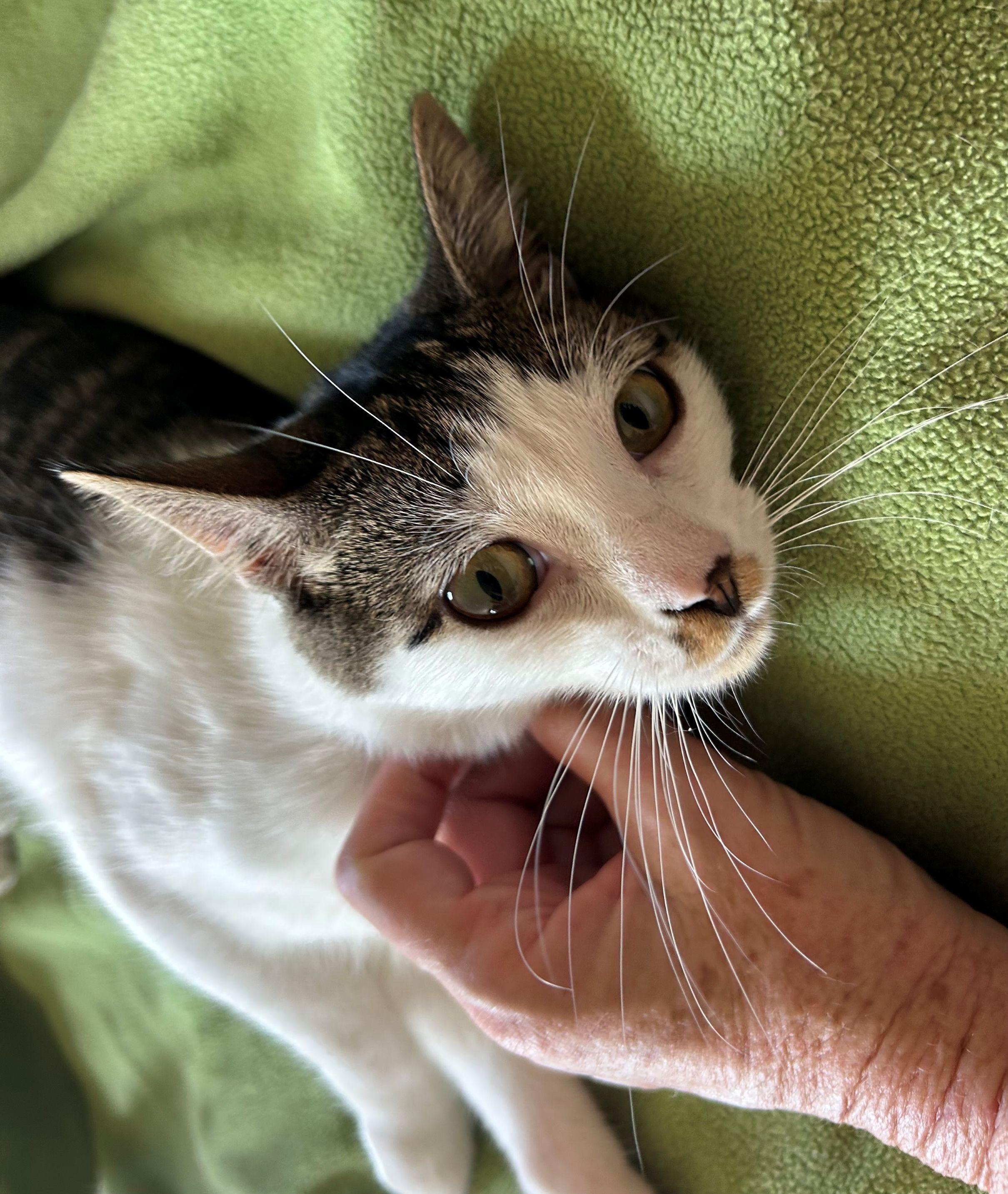 Enlarge Minko, a Adoptable Domestic Short Hair in Beltsville, MD image 5/5