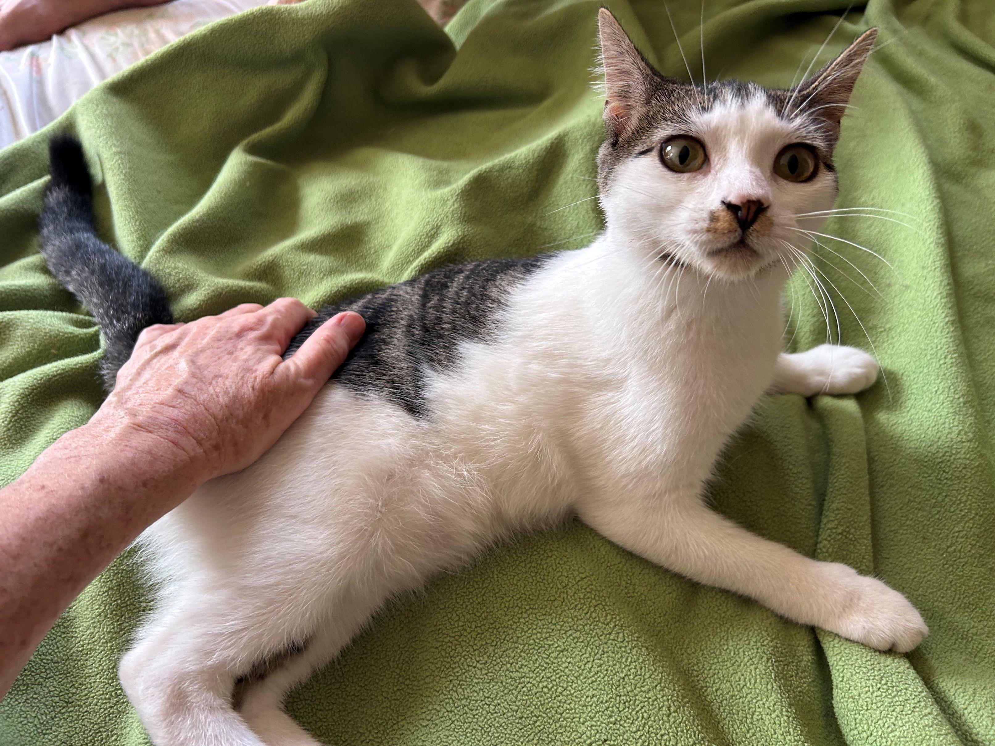 Enlarge Minko, a Adoptable Domestic Short Hair in Beltsville, MD image 3/5