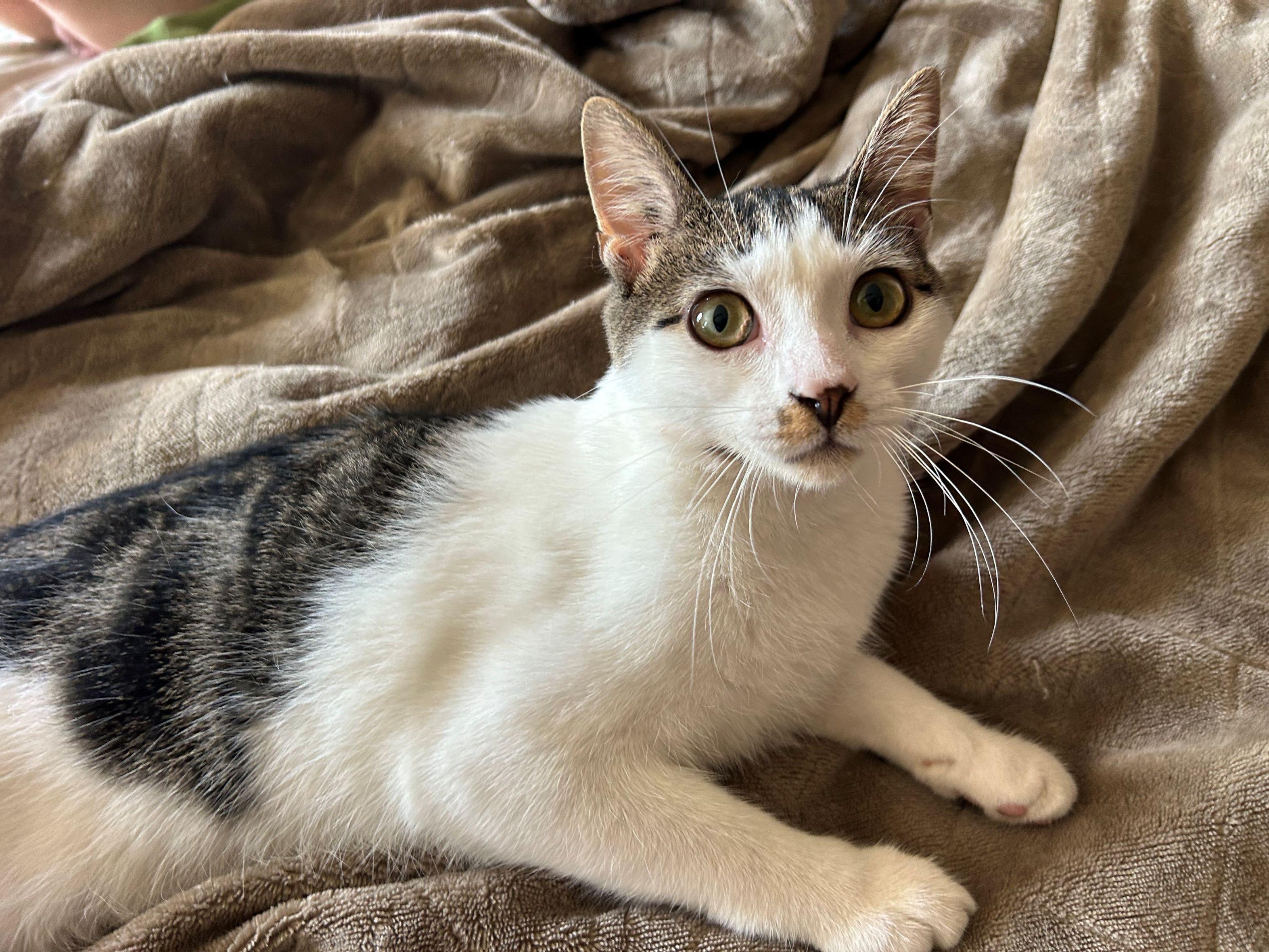 Enlarge Minko, a Adoptable Domestic Short Hair in Beltsville, MD image 2/5