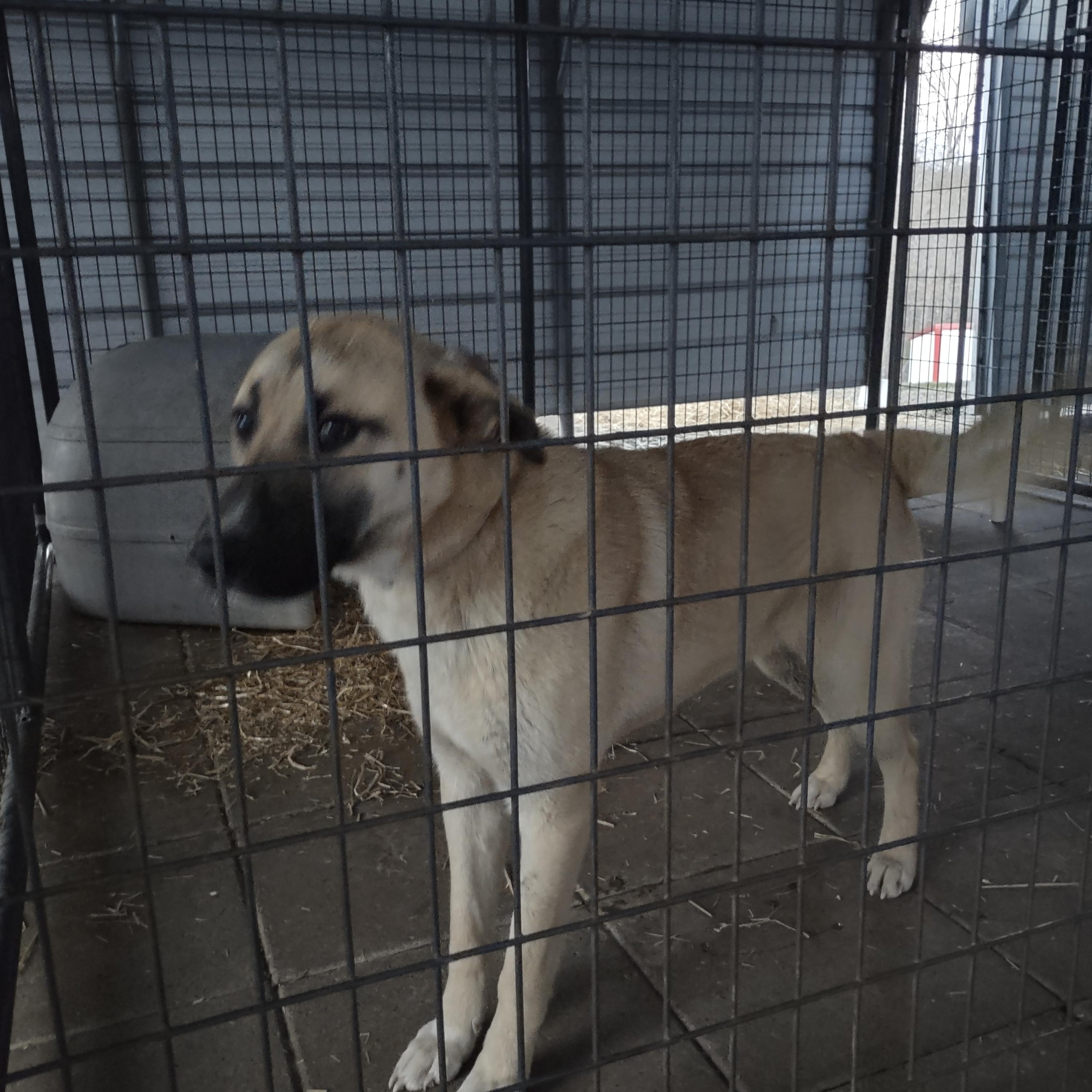 Sampson, a Adoptable mixed breed in Clay City, KY image 5/5