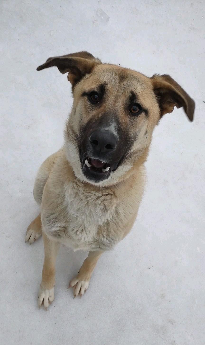 Sampson, a Adoptable mixed breed in Clay City, KY image 1/5