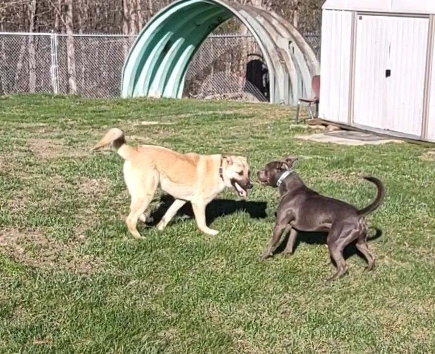 Enlarge Sampson, a Adoptable mixed breed in Clay City, KY image 5/6