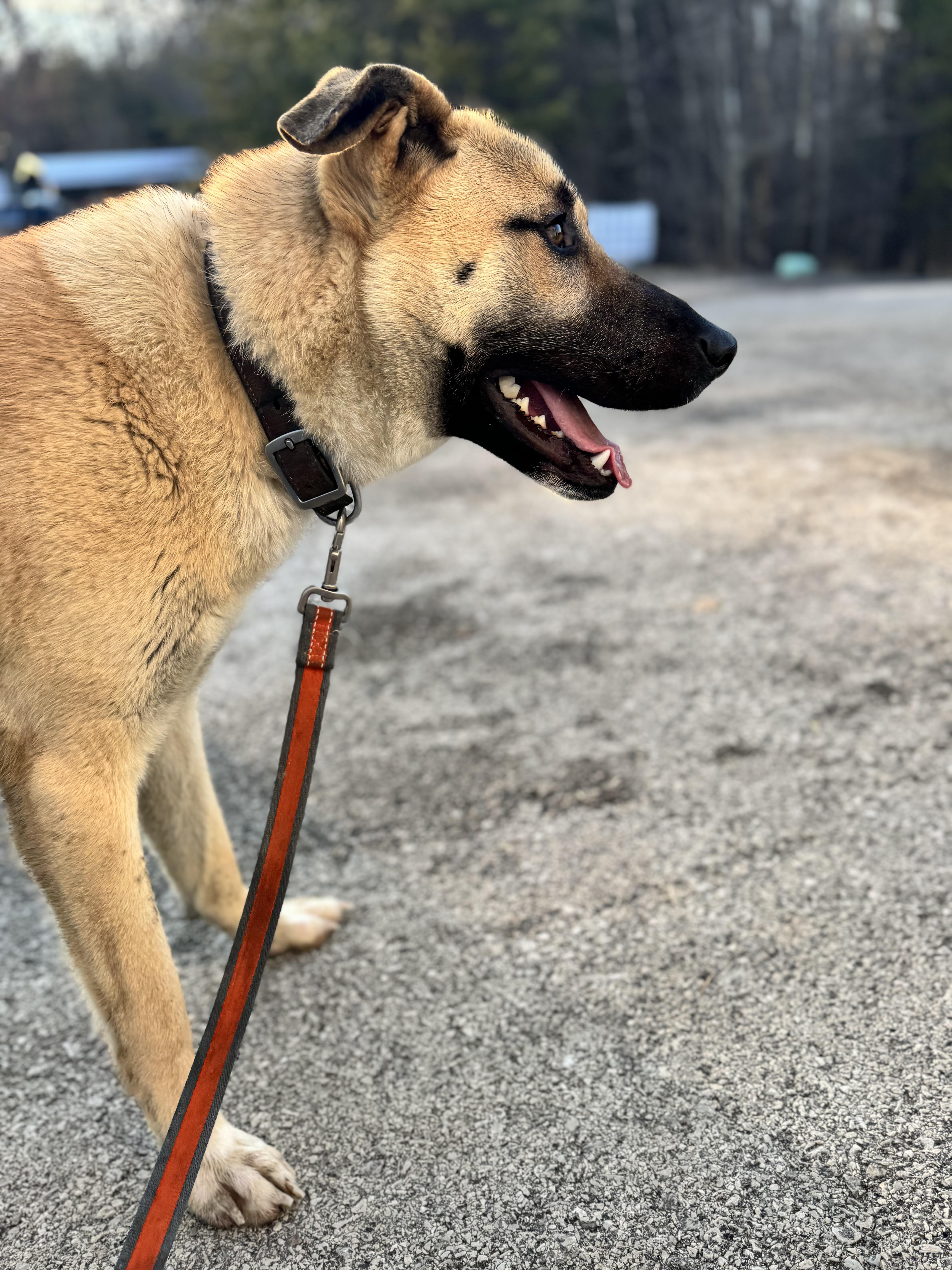 Sampson, a Adoptable mixed breed in Clay City, KY image 4/5