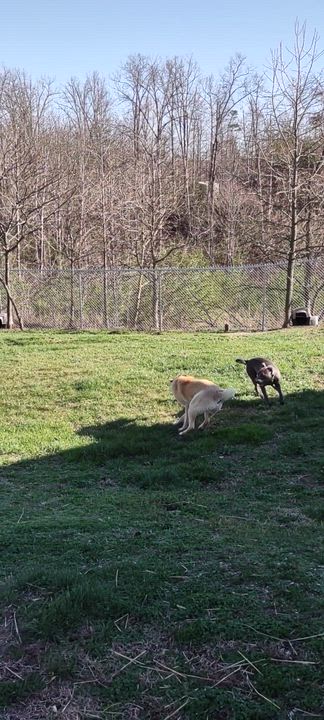 Enlarge Sampson, a Adoptable mixed breed in Clay City, KY video 6/6