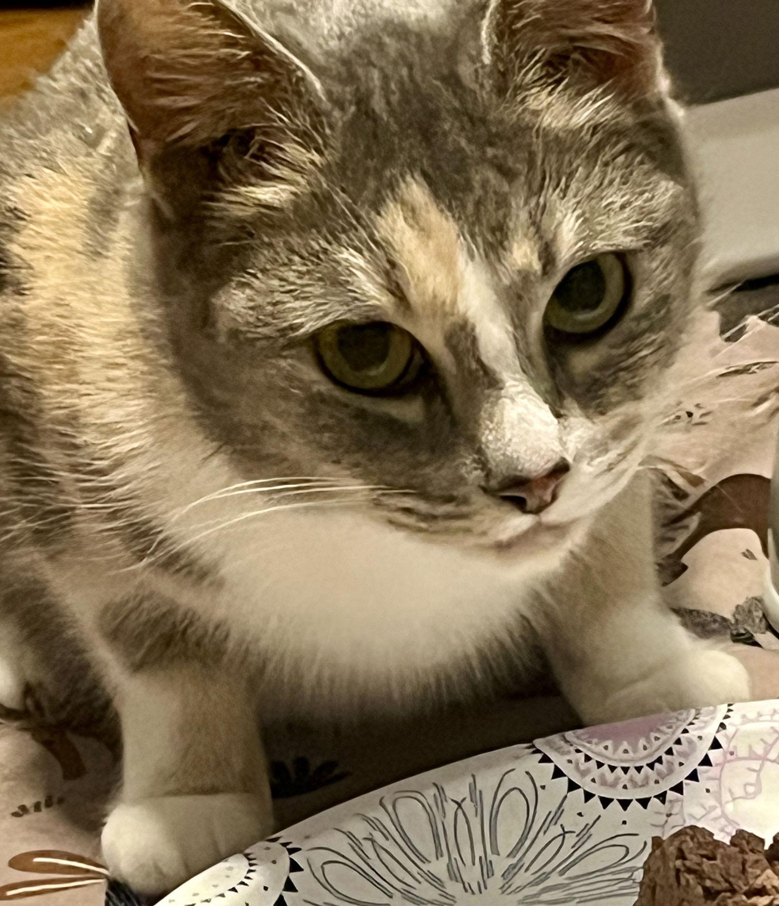 *Carolina, Adopted, Adult Female Dilute Calico.