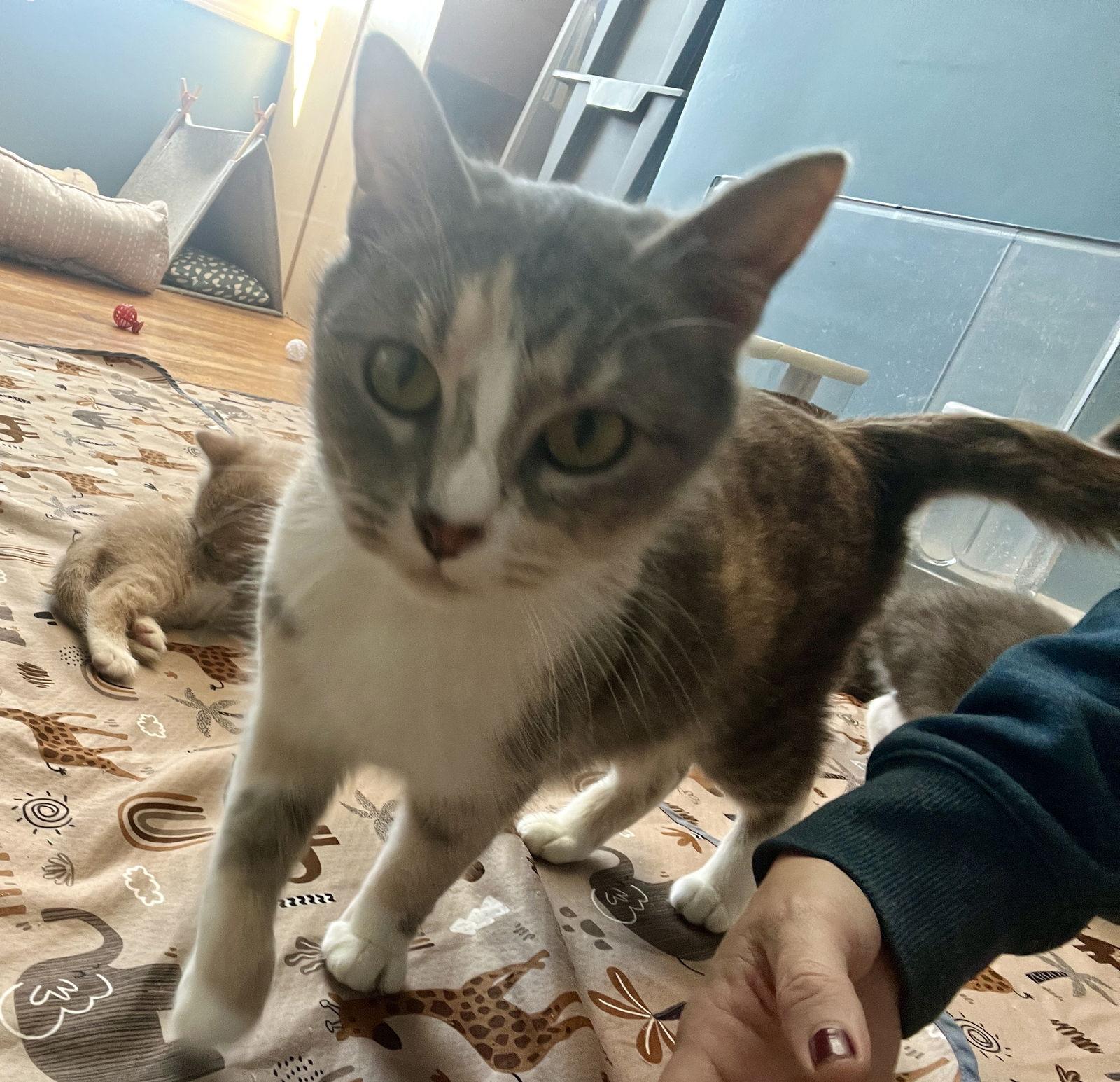 Enlarge *Carolina, a Adopted Dilute Calico in Forest, VA image 2/2