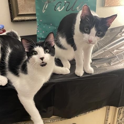 Momo & Stamp BONDED