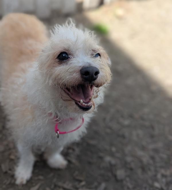 Cartwheel, Adoptable, Adult Female Wirehaired Terrier.