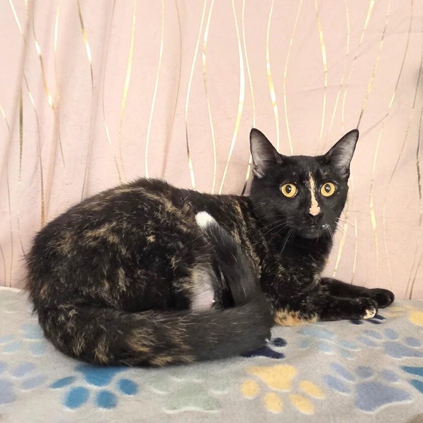Spice, Adoptable, Adult Female Tortoiseshell.
