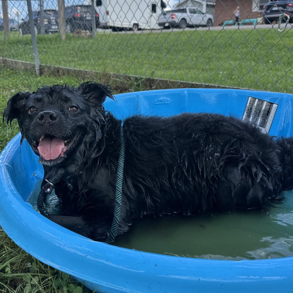 Enlarge Ace, a ADOPTABLE Mixed Breed in Cape Girardeau, MO image 3/3