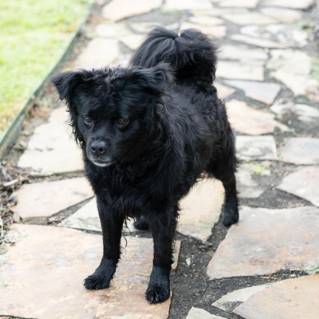 Enlarge Ace, a ADOPTABLE Mixed Breed in Cape Girardeau, MO image 2/3