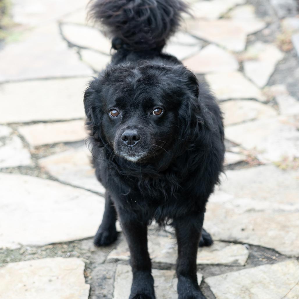 Ace, ADOPTABLE, Adult Male Mixed Breed.