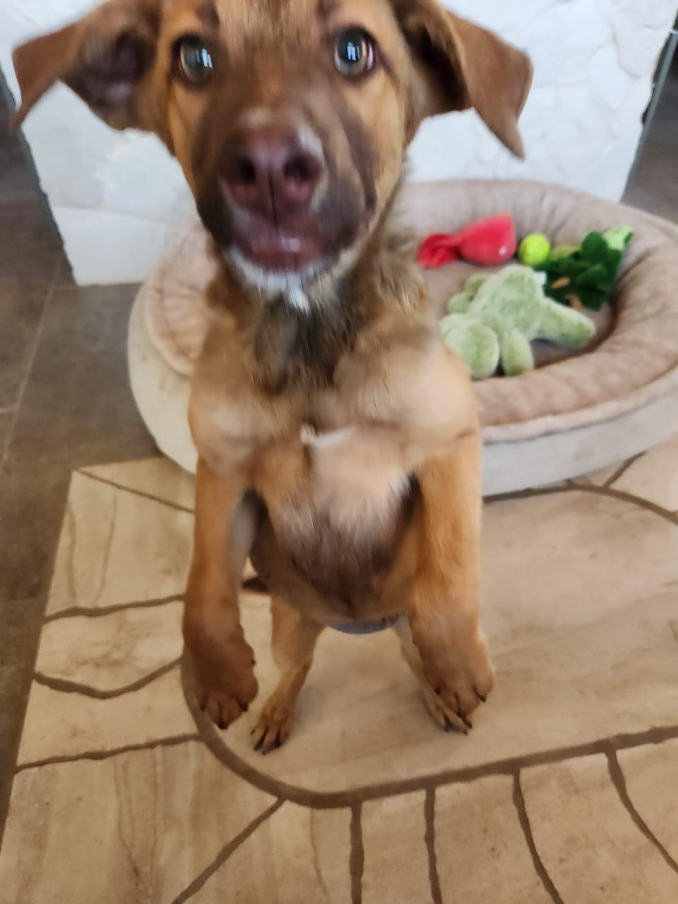Enlarge Brownie, a Adoptable mixed breed in Lake Forest, CA image 3/4