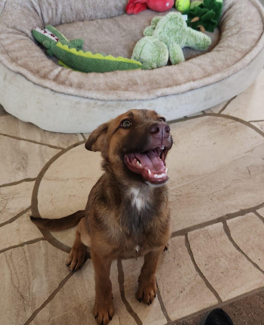 Enlarge Brownie, a Adoptable mixed breed in Lake Forest, CA image 2/4