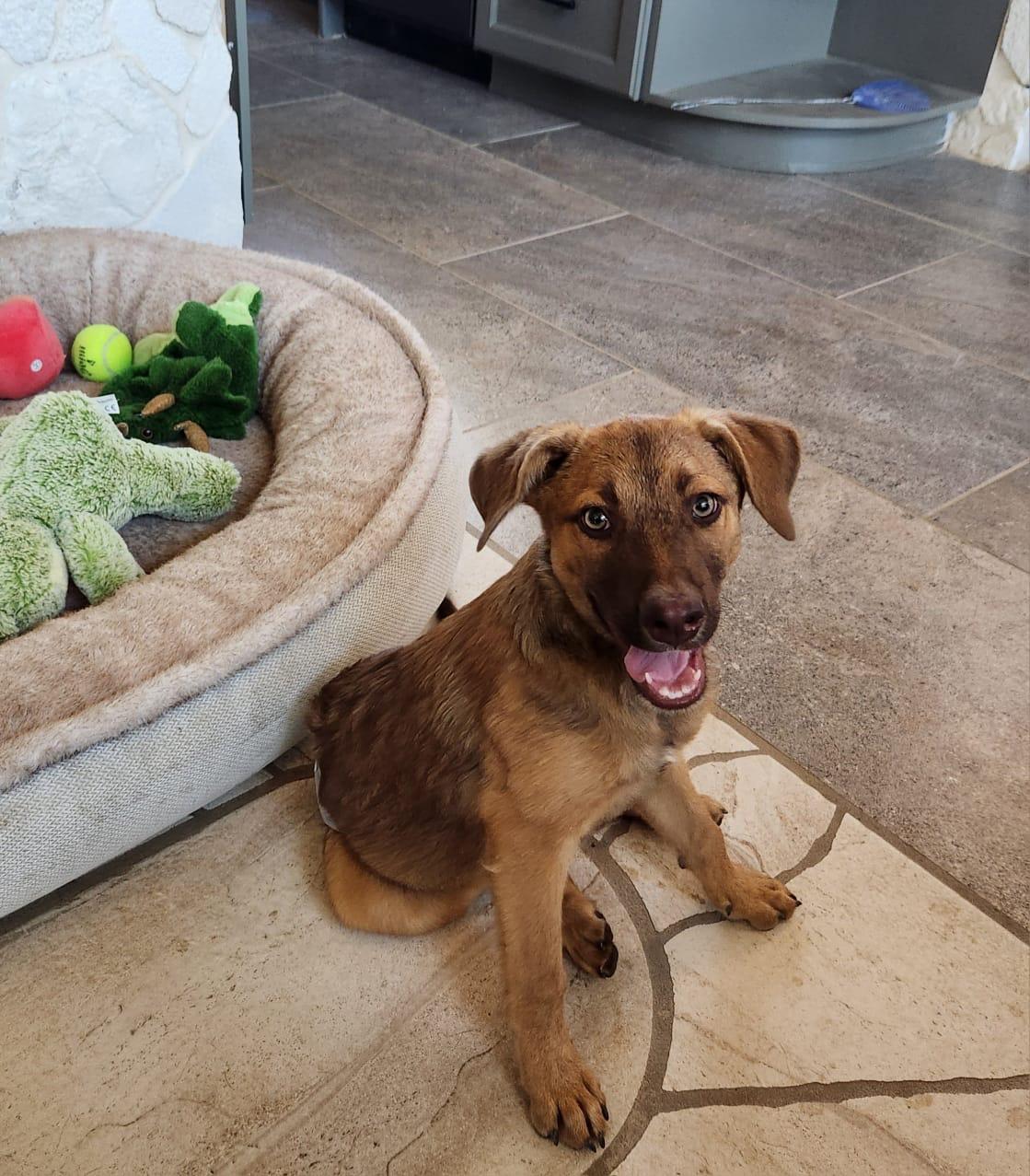 Brownie, Adoptable, Puppy Male Labrador Retriever & Australian Shepherd.