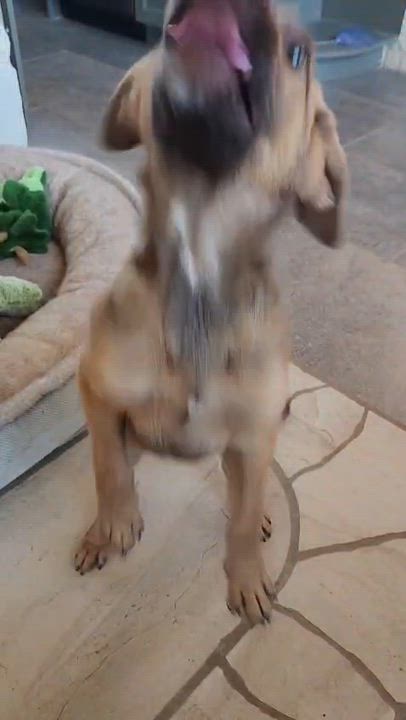 Enlarge Brownie, a Adoptable mixed breed in Lake Forest, CA video 4/4